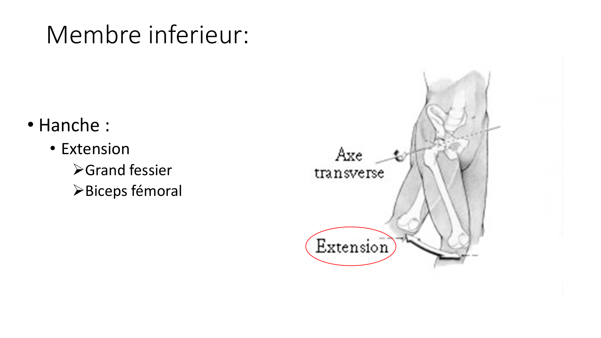 1 BA MI hanche 2025-26 page 25