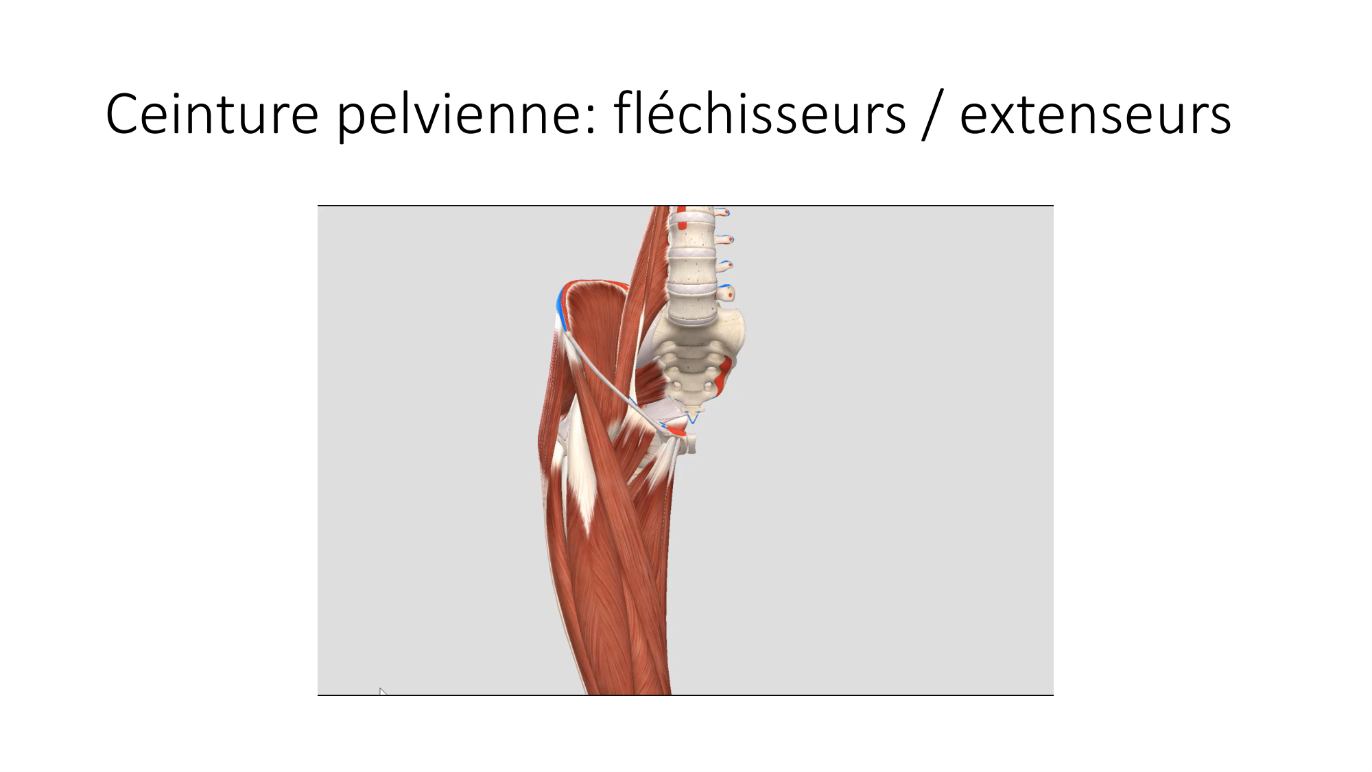 1 BA MI hanche 2025-26 page 29