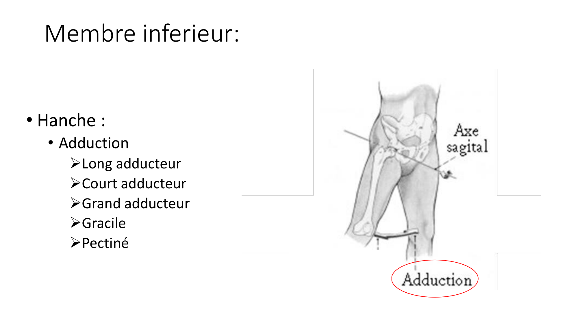 1 BA MI hanche 2025-26 page 33