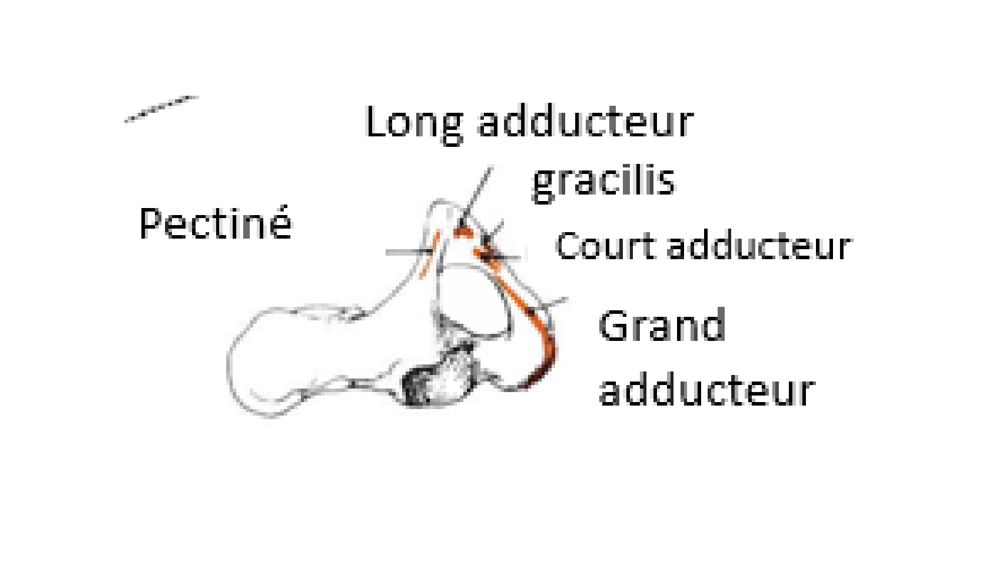 1 BA MI hanche 2025-26 page 35