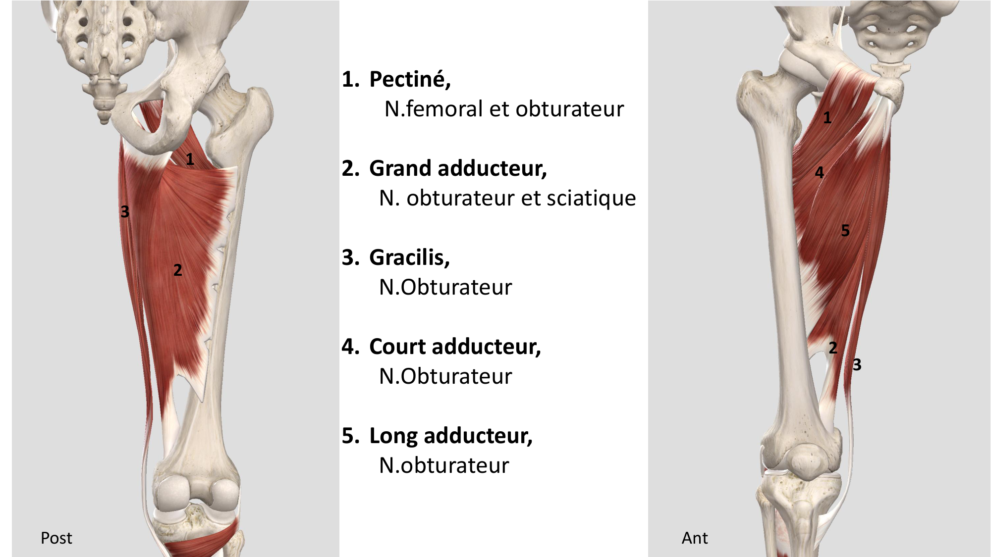1 BA MI hanche 2025-26 page 36