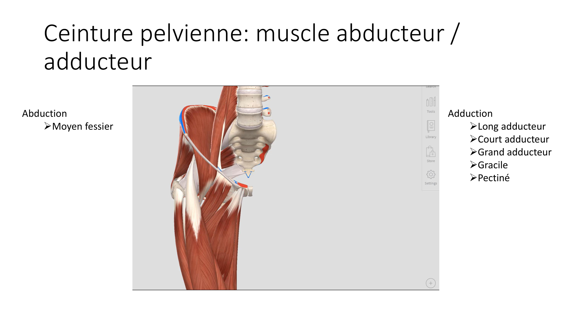 1 BA MI hanche 2025-26 page 37