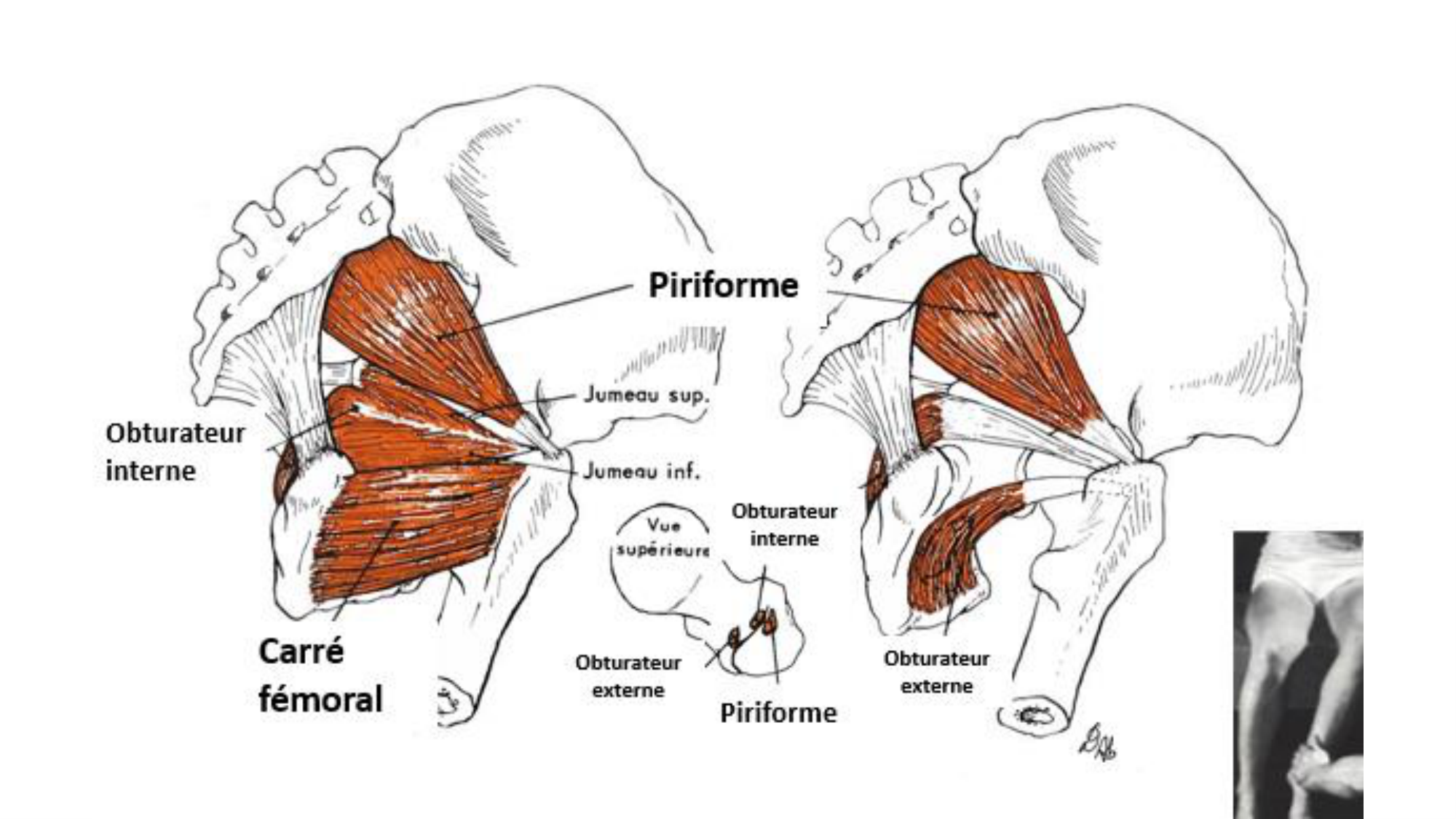 1 BA MI hanche 2025-26 page 45