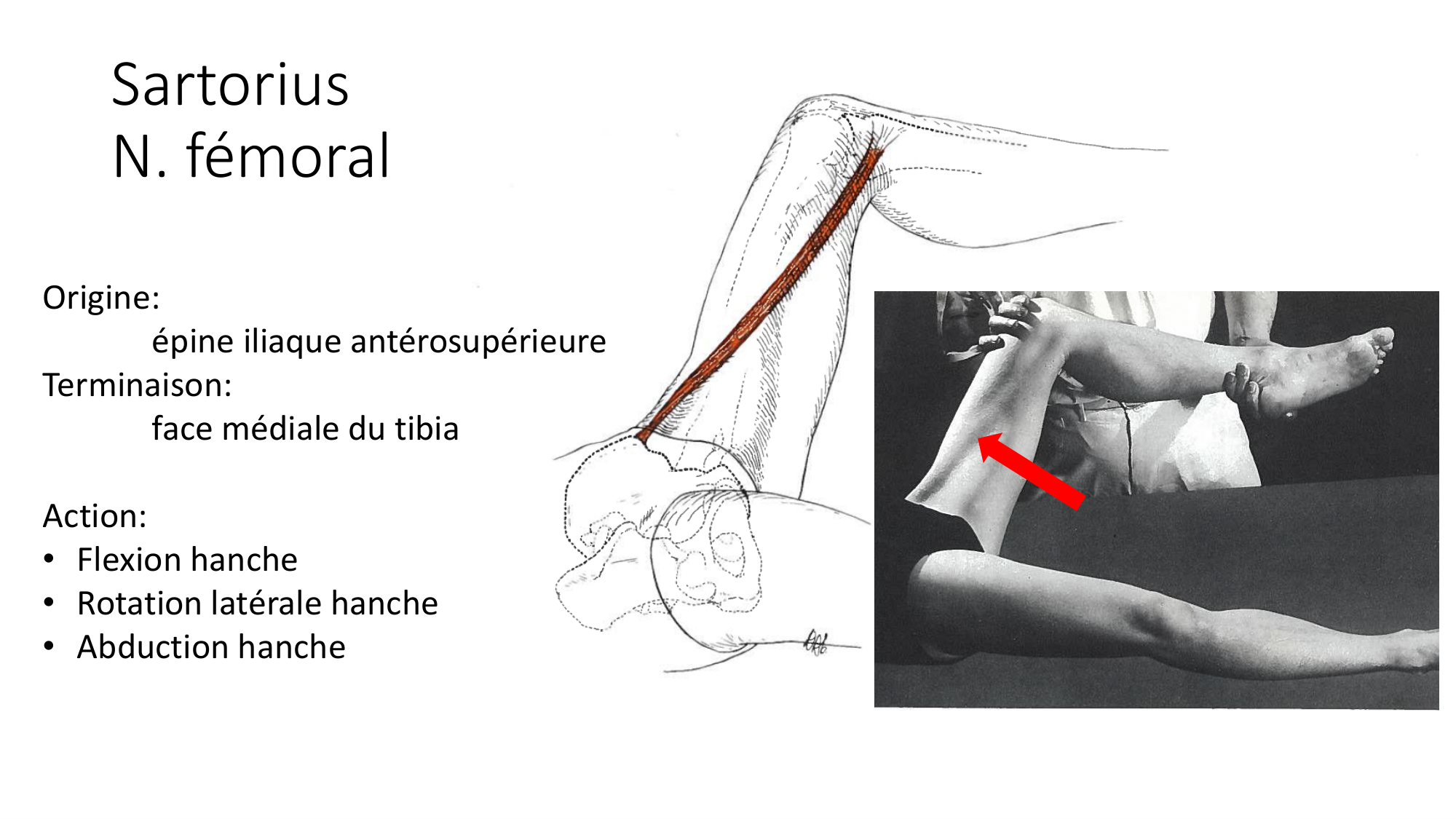 1 BA MI hanche 2025-26 page 47
