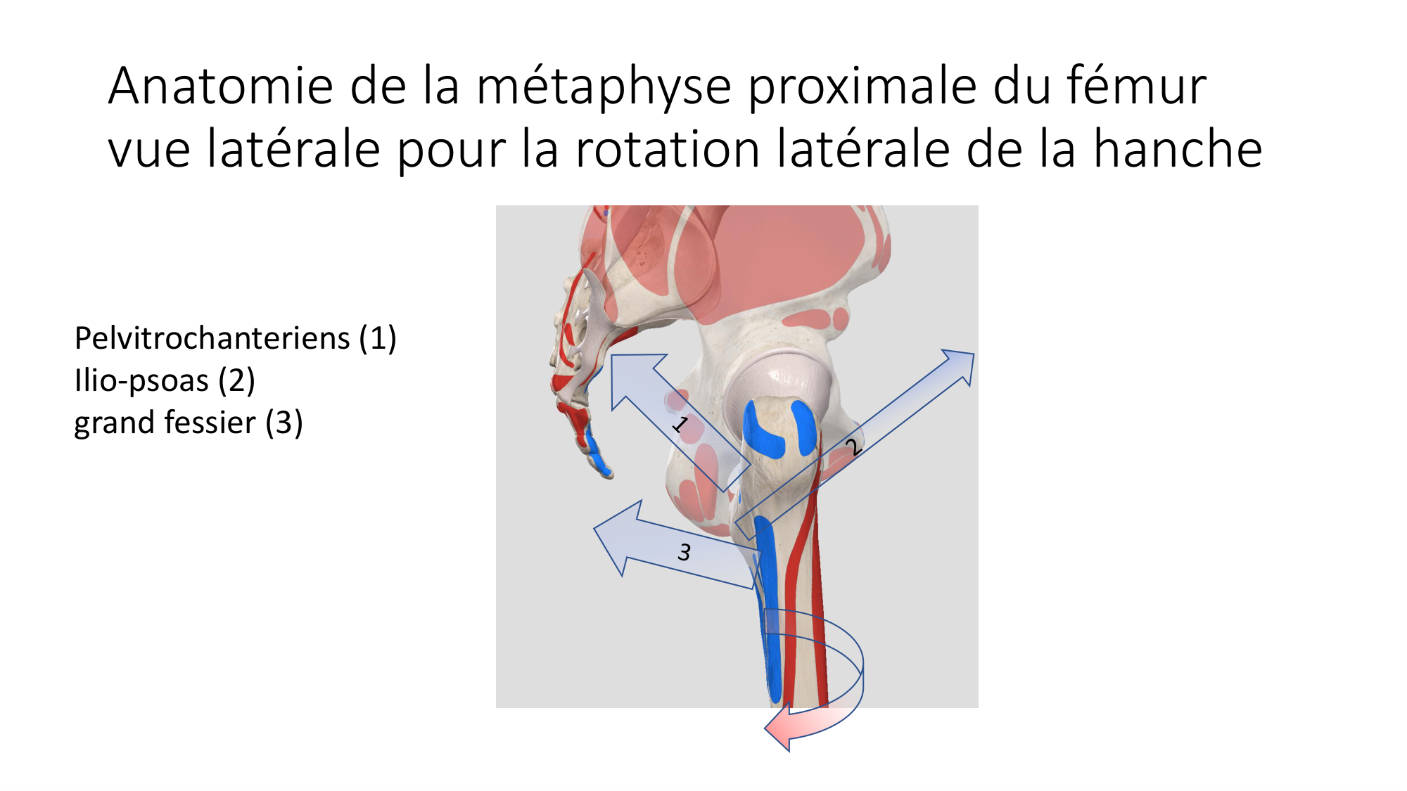 1 BA MI hanche 2025-26 page 48