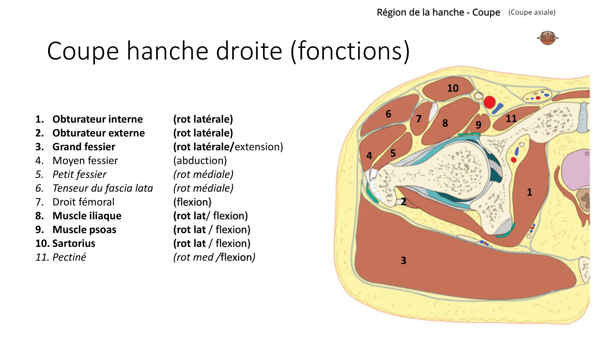1 BA MI hanche 2025-26 page 51