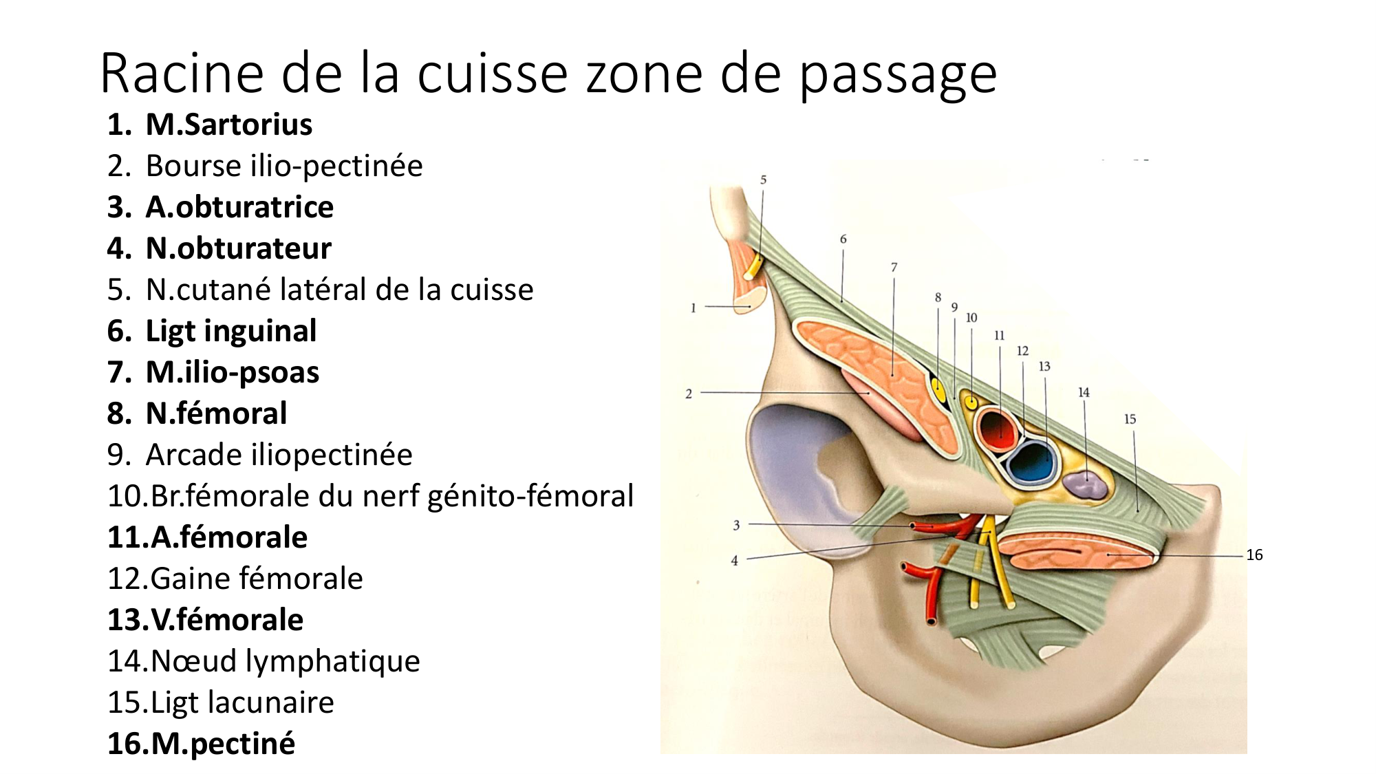 1 BA MI hanche 2025-26 page 53