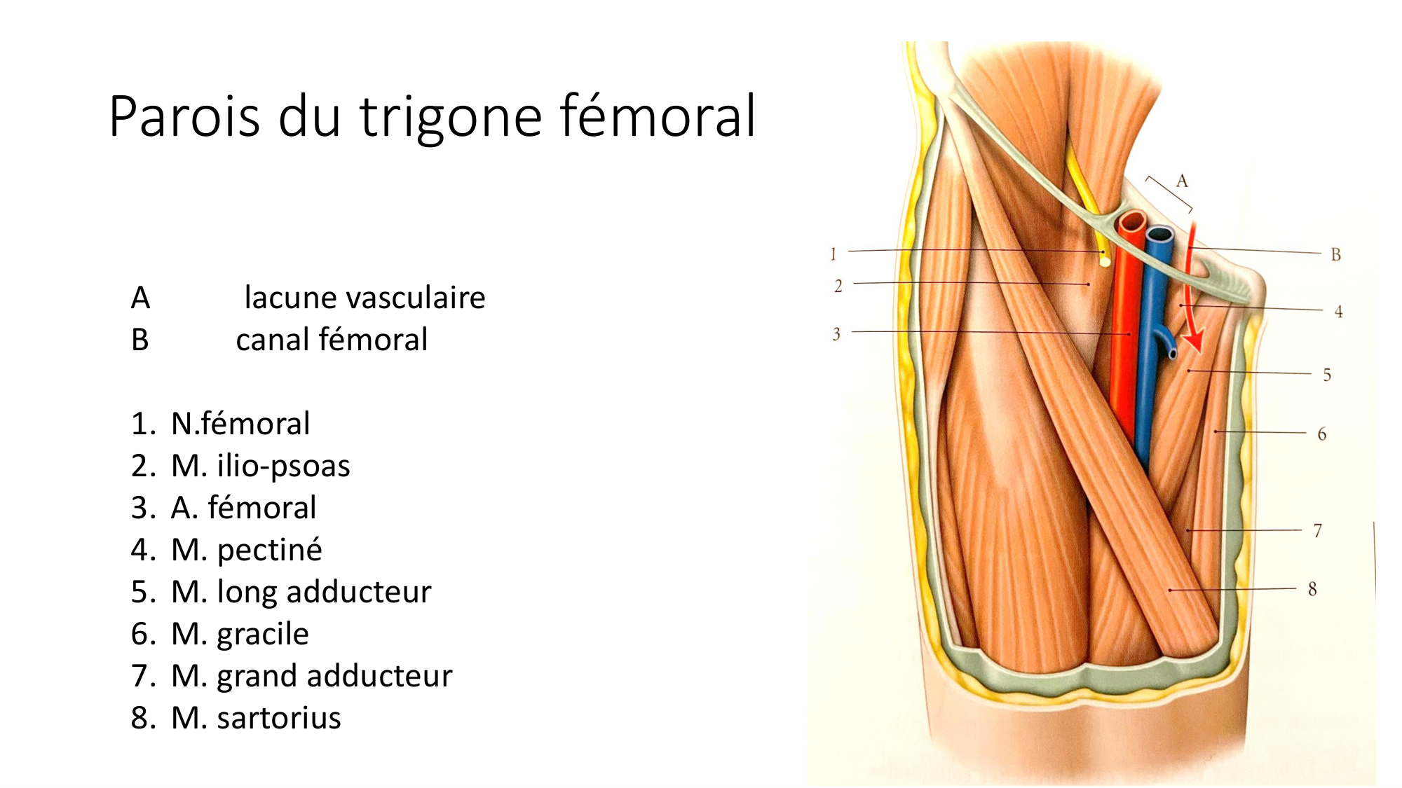 1 BA MI hanche 2025-26 page 54