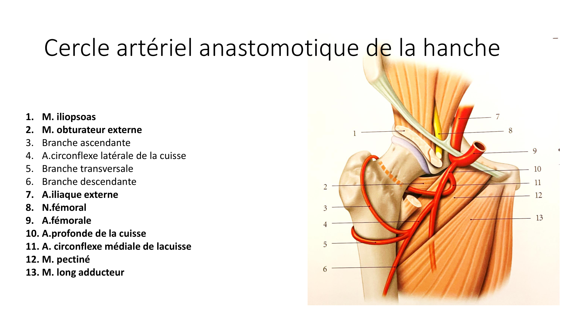 1 BA MI hanche 2025-26 page 55