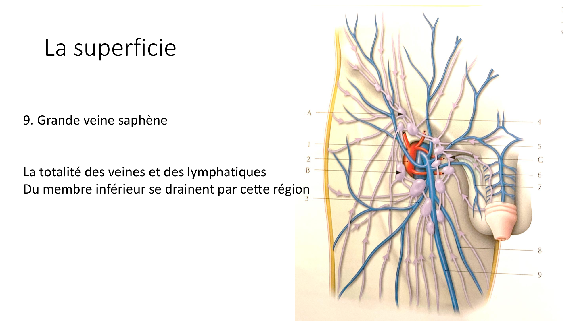 1 BA MI hanche 2025-26 page 56