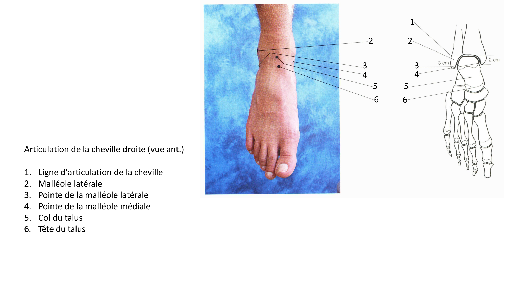 1 BA MI jambe pied 2025-26 page 8