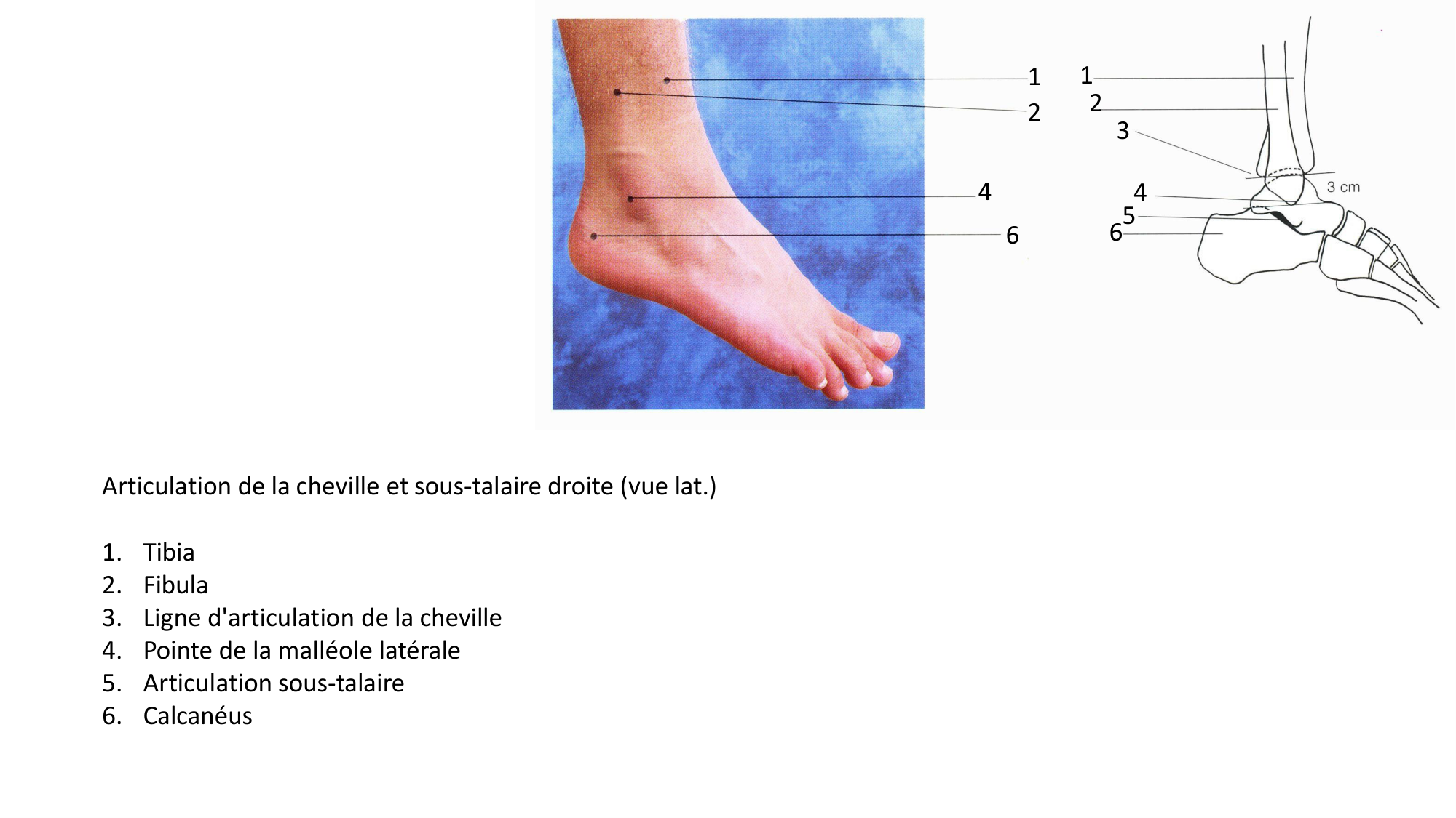 1 BA MI jambe pied 2025-26 page 10