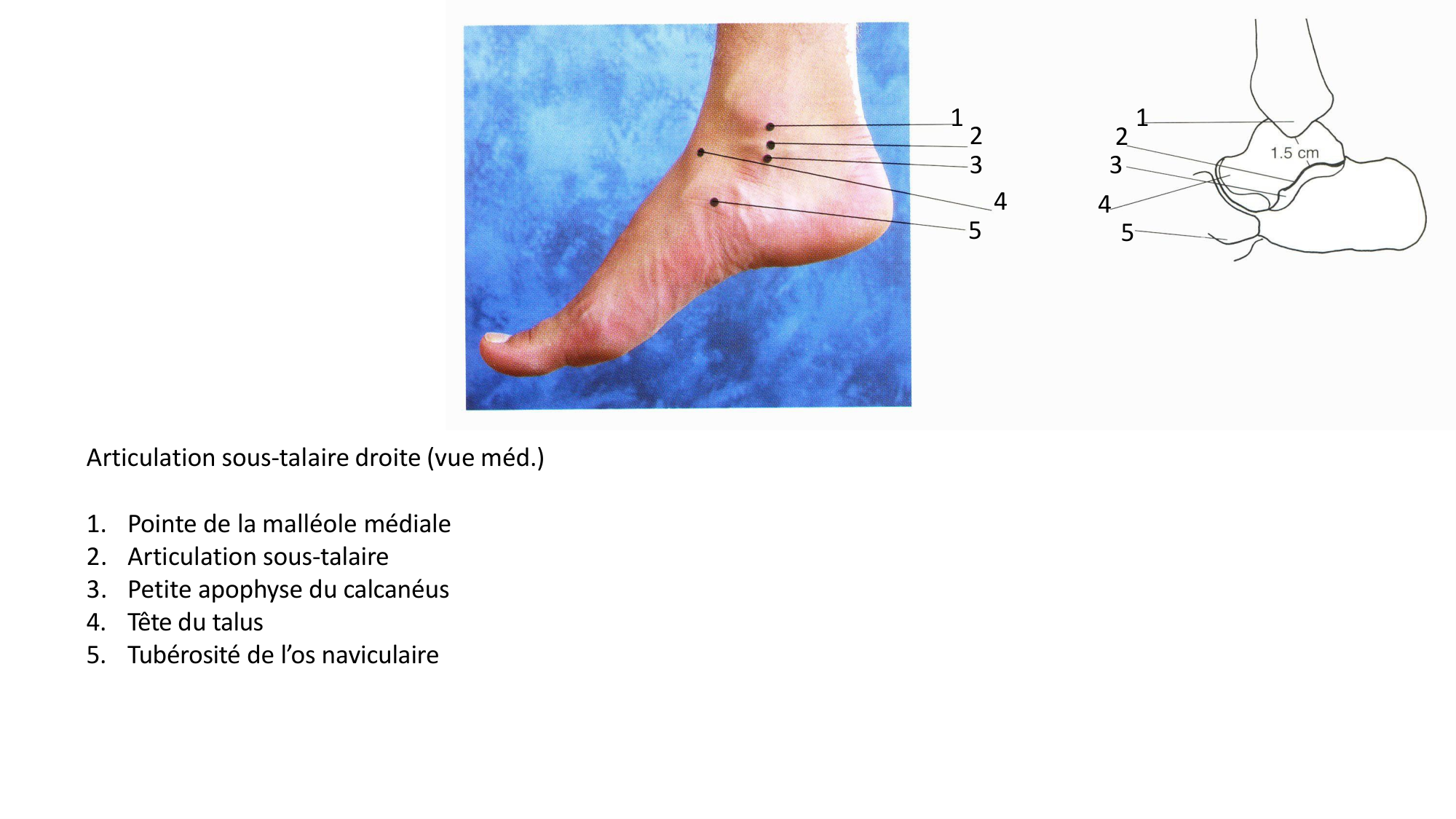 1 BA MI jambe pied 2025-26 page 12