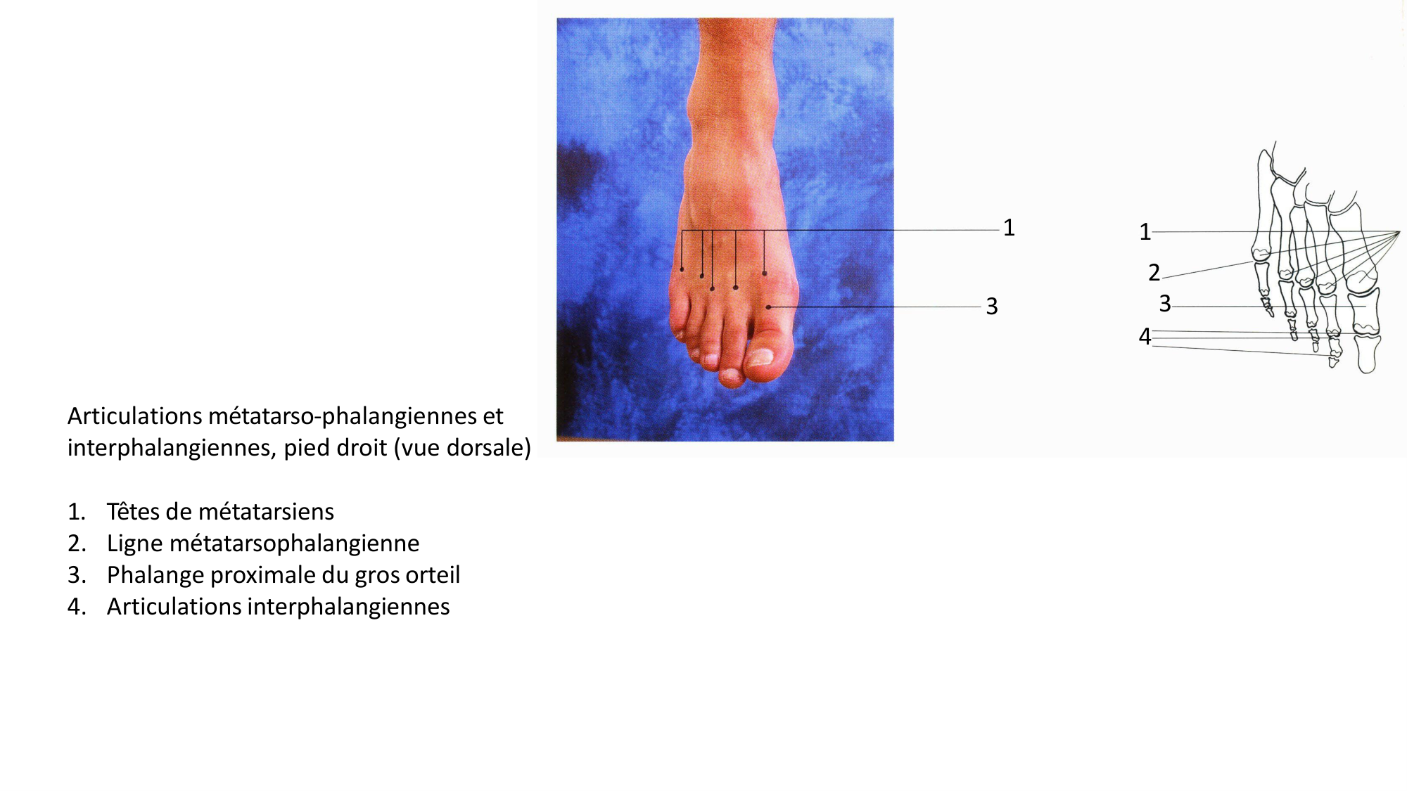 1 BA MI jambe pied 2025-26 page 20