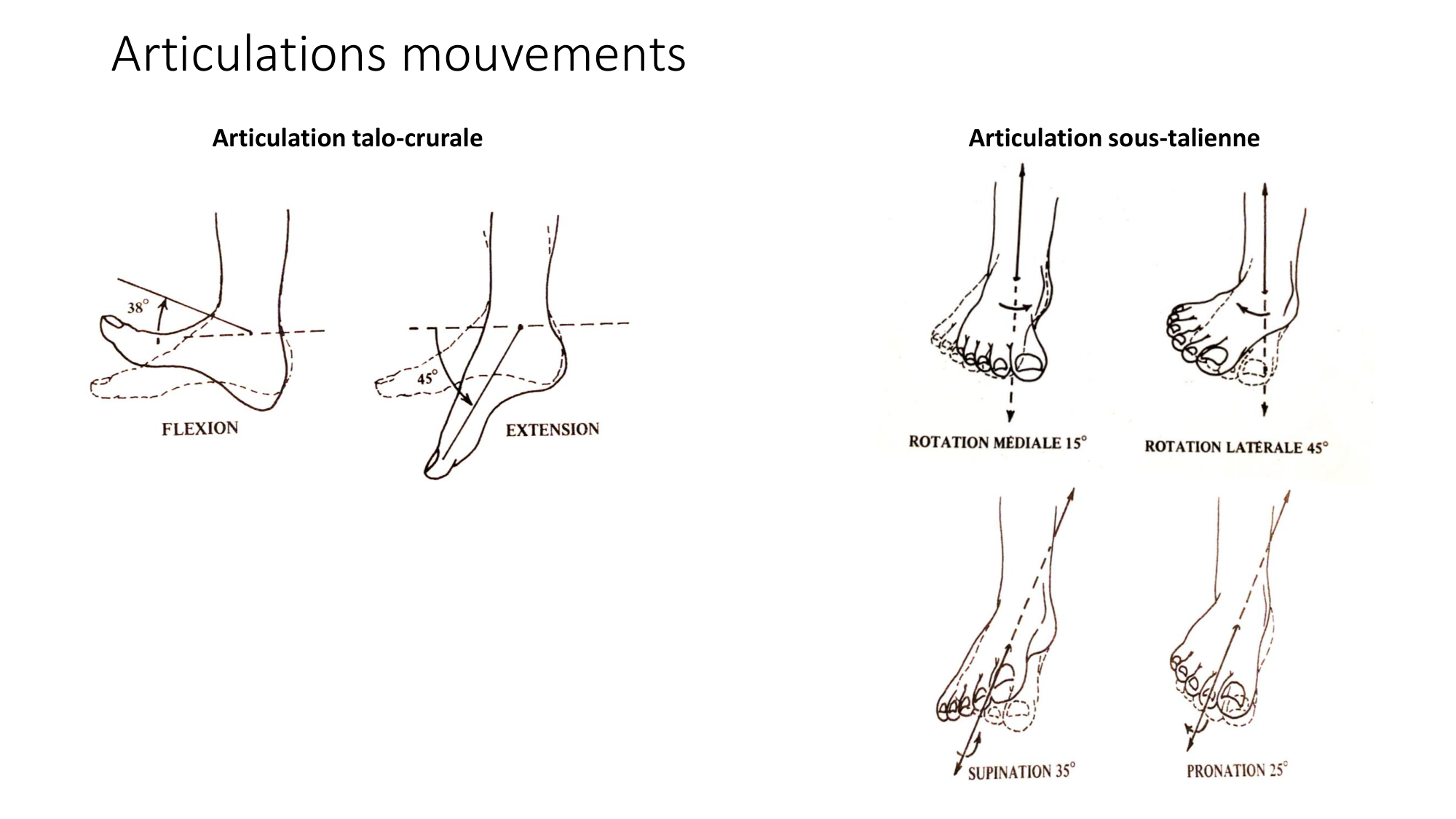 1 BA MI jambe pied 2025-26 page 24