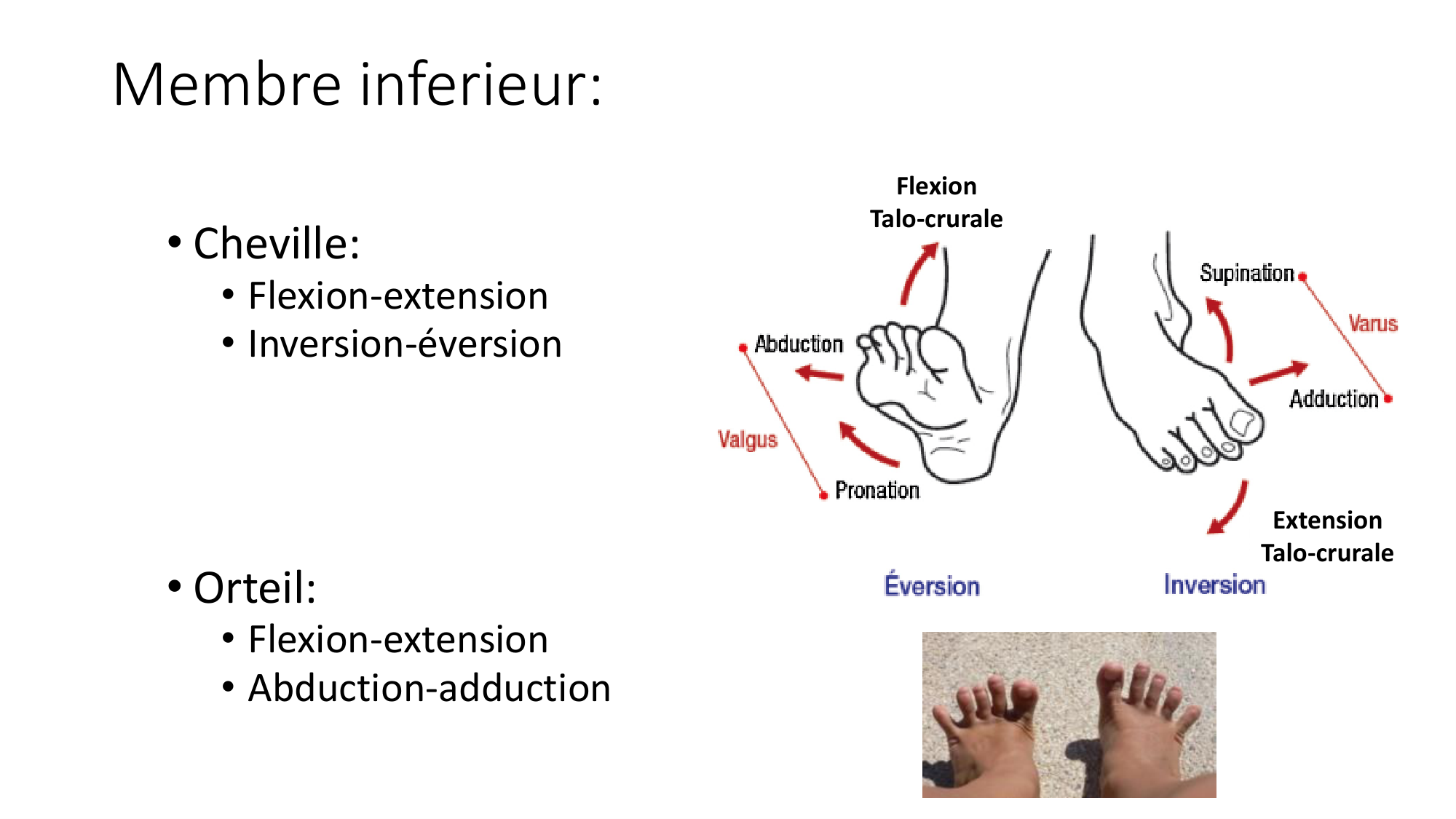 1 BA MI jambe pied 2025-26 page 25