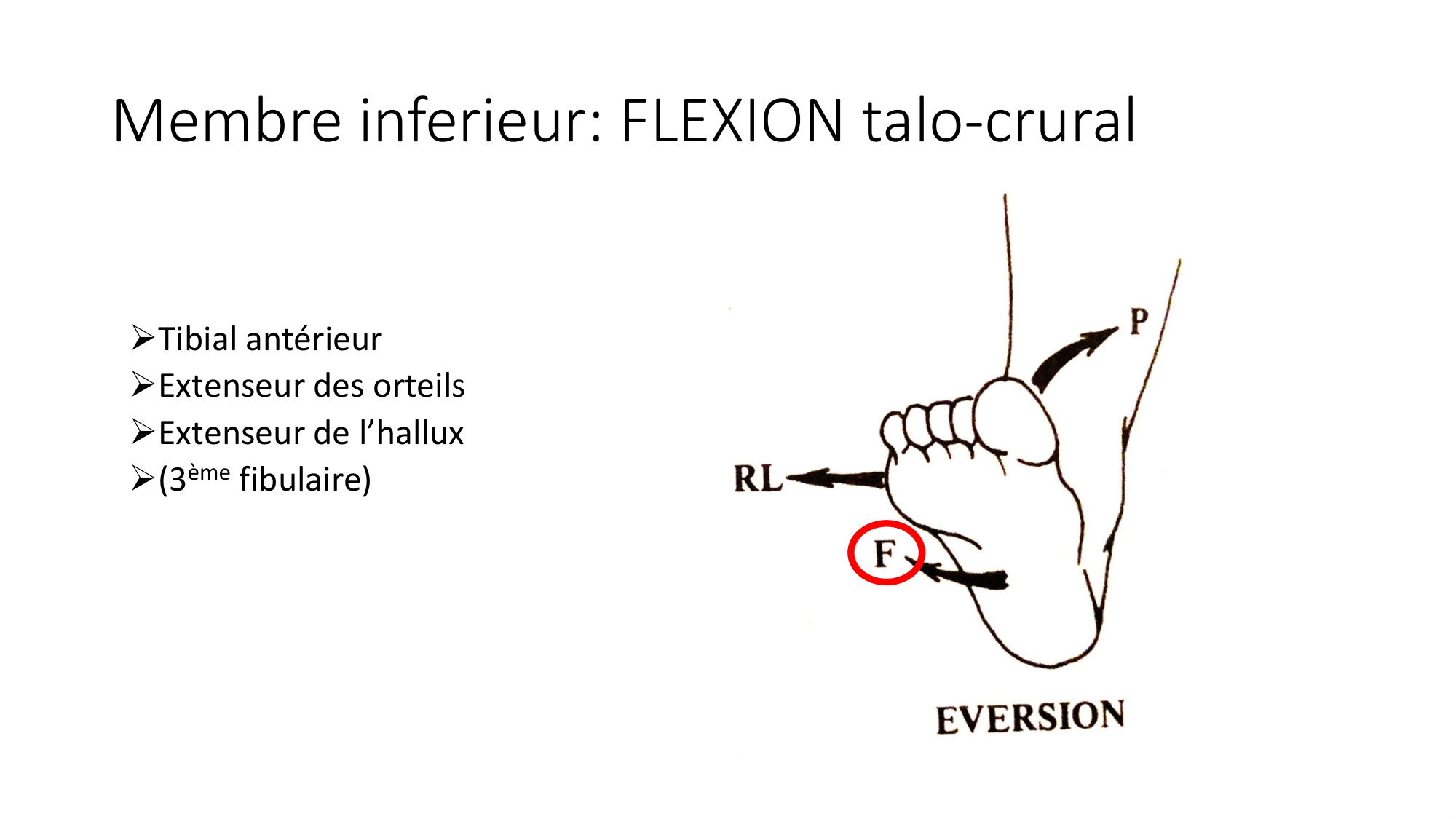 1 BA MI jambe pied 2025-26 page 26