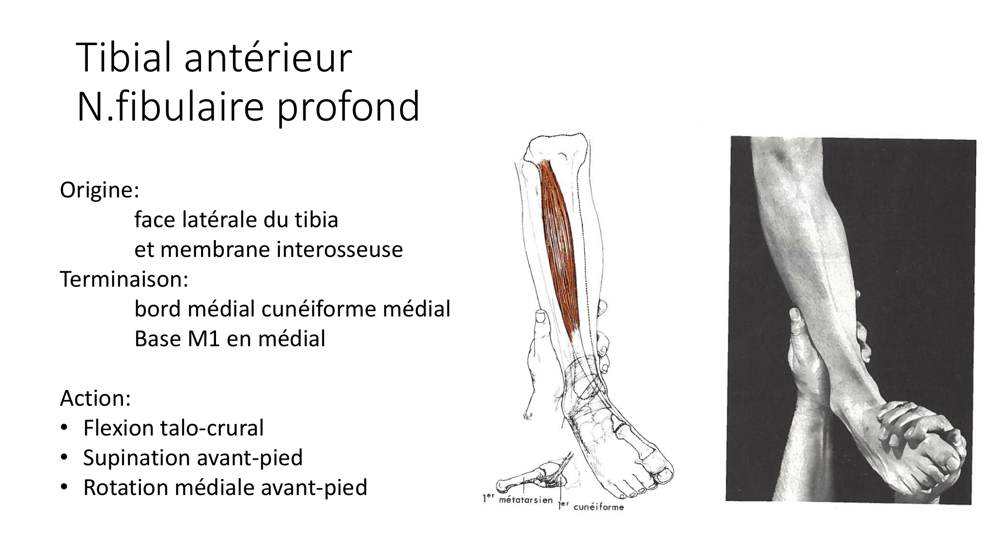 1 BA MI jambe pied 2025-26 page 27