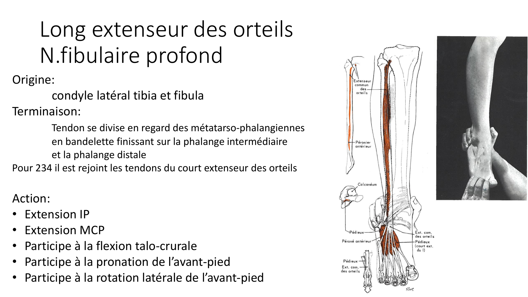 1 BA MI jambe pied 2025-26 page 28