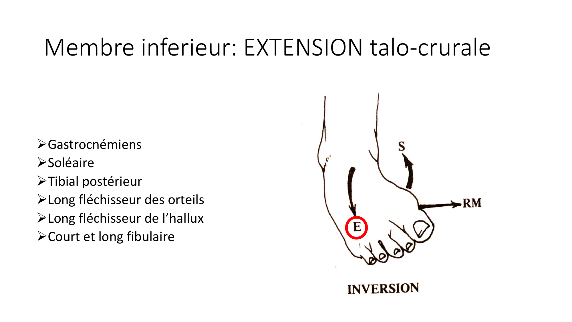 1 BA MI jambe pied 2025-26 page 30
