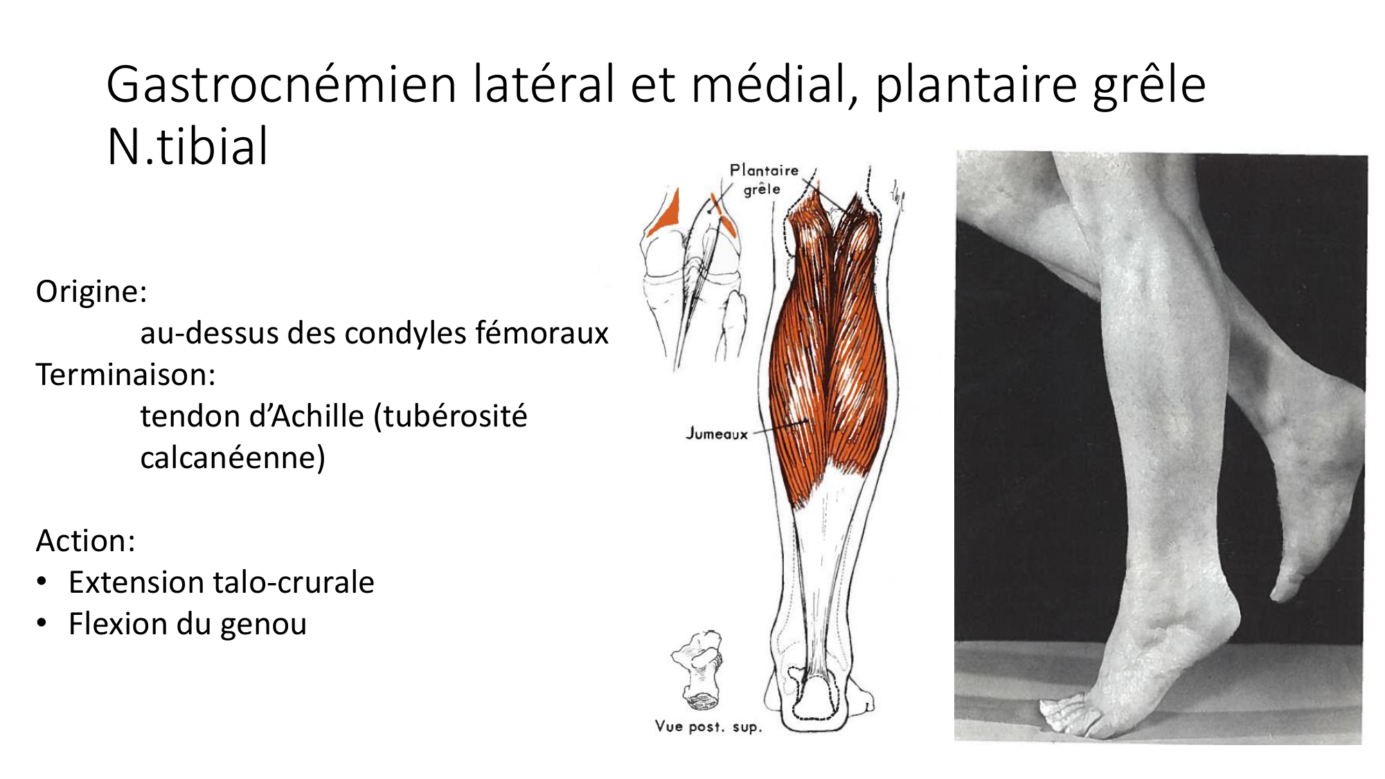 1 BA MI jambe pied 2025-26 page 31