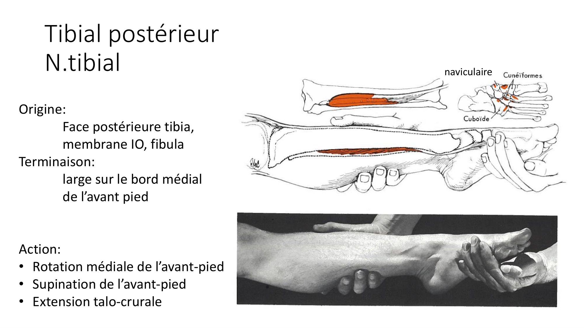 1 BA MI jambe pied 2025-26 page 33