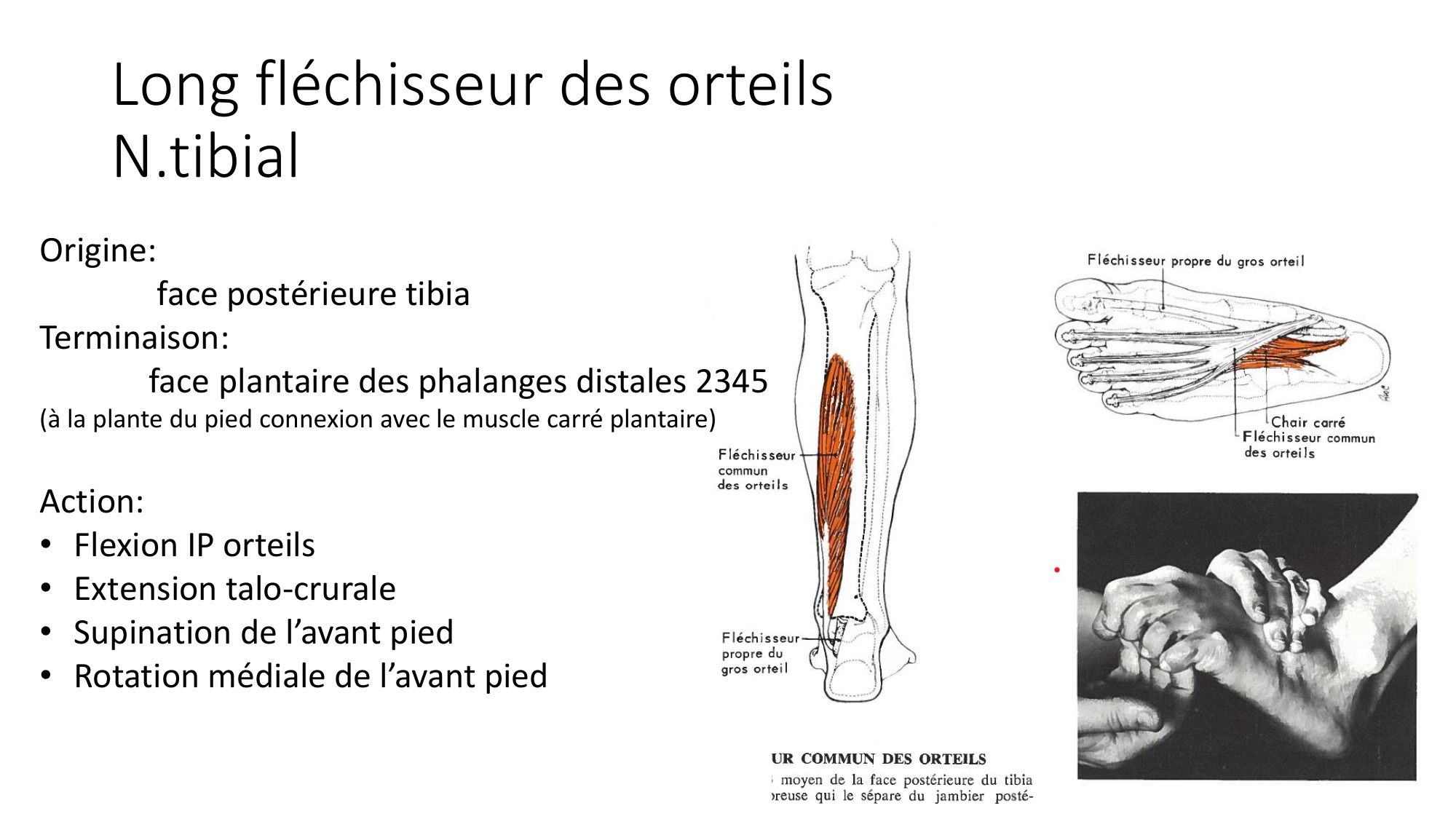 1 BA MI jambe pied 2025-26 page 34