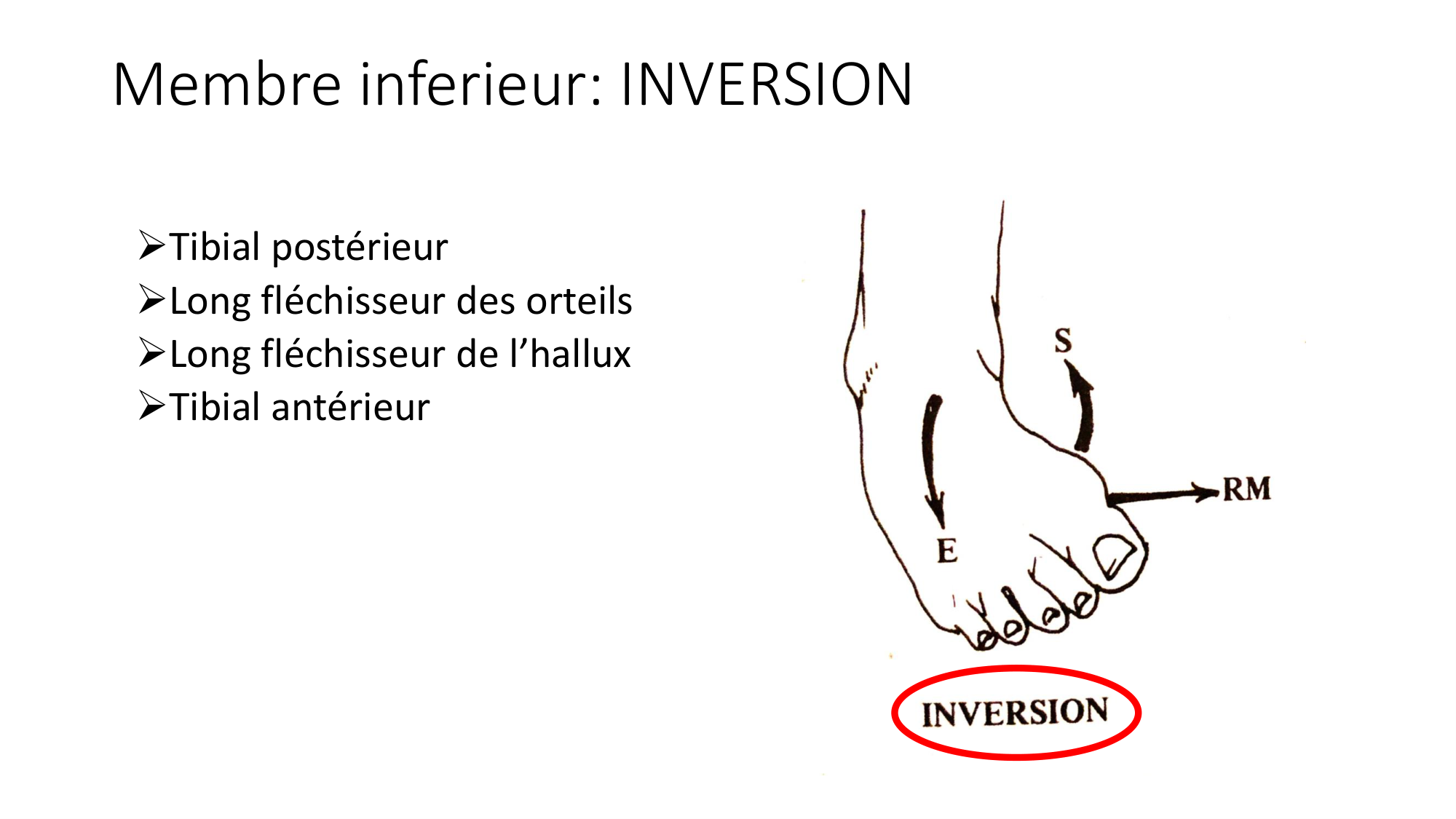 1 BA MI jambe pied 2025-26 page 37
