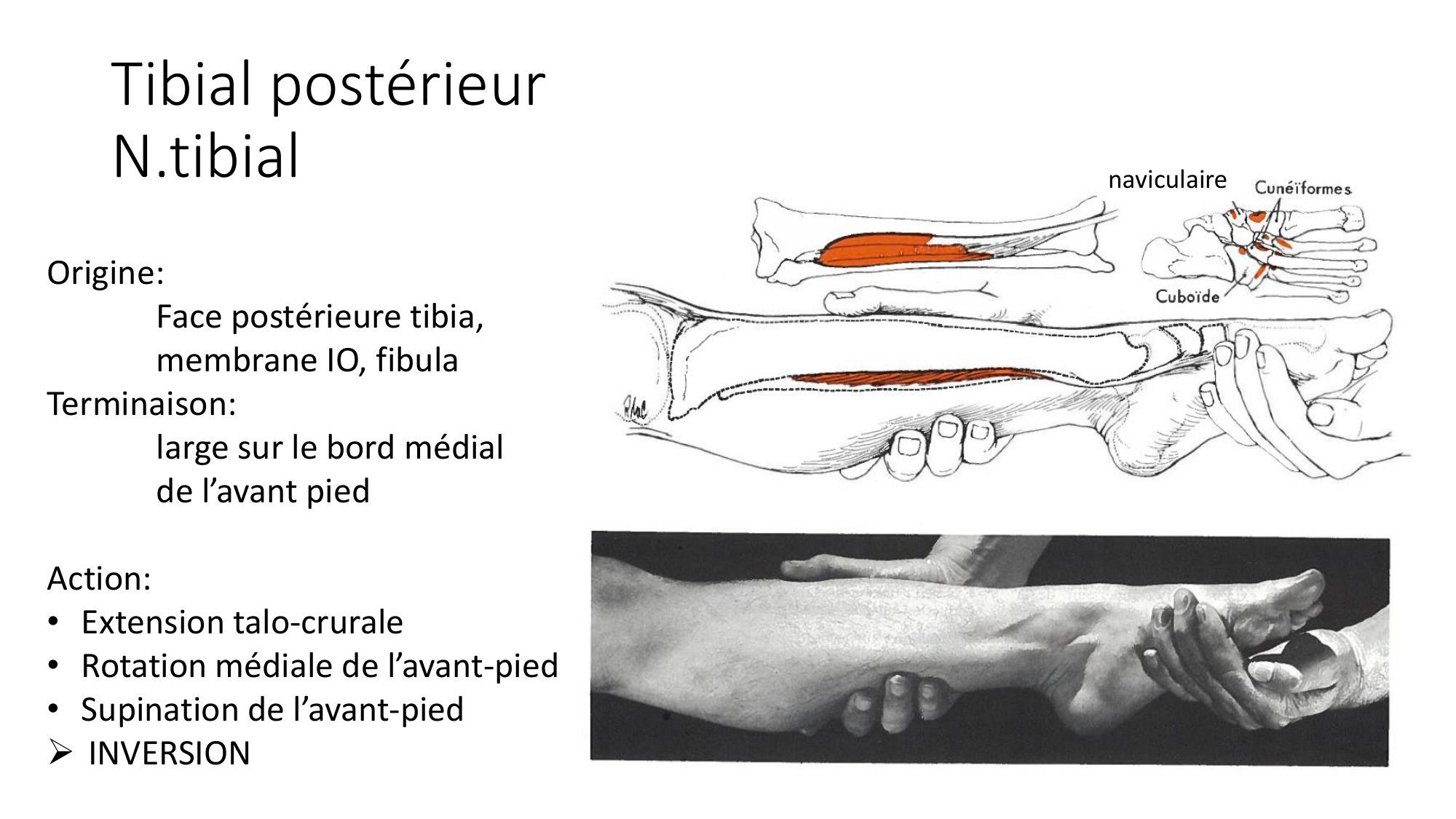 1 BA MI jambe pied 2025-26 page 38