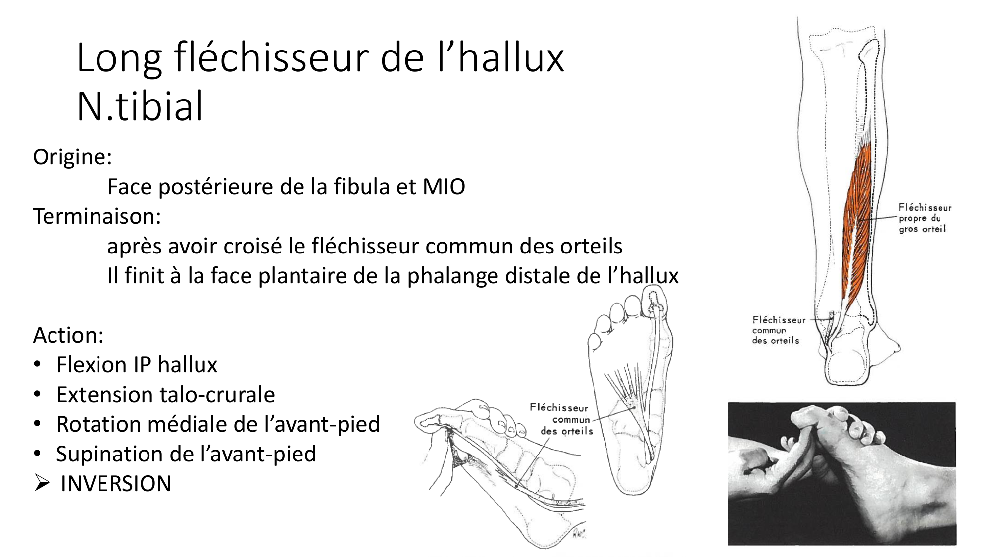 1 BA MI jambe pied 2025-26 page 41