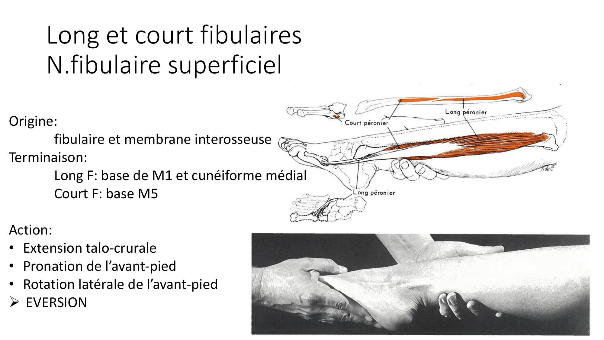 1 BA MI jambe pied 2025-26 page 43