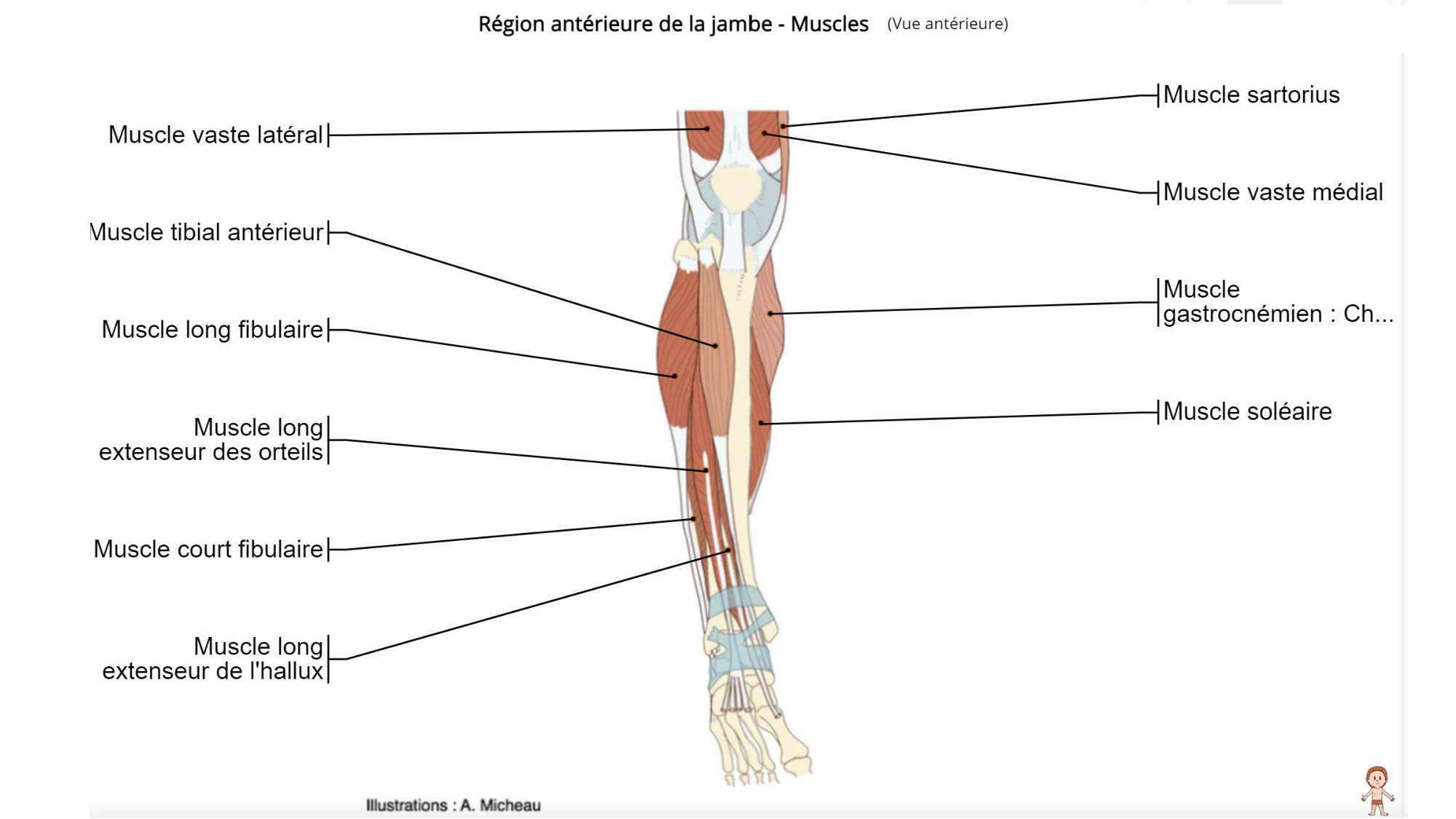 1 BA MI jambe pied 2025-26 page 45