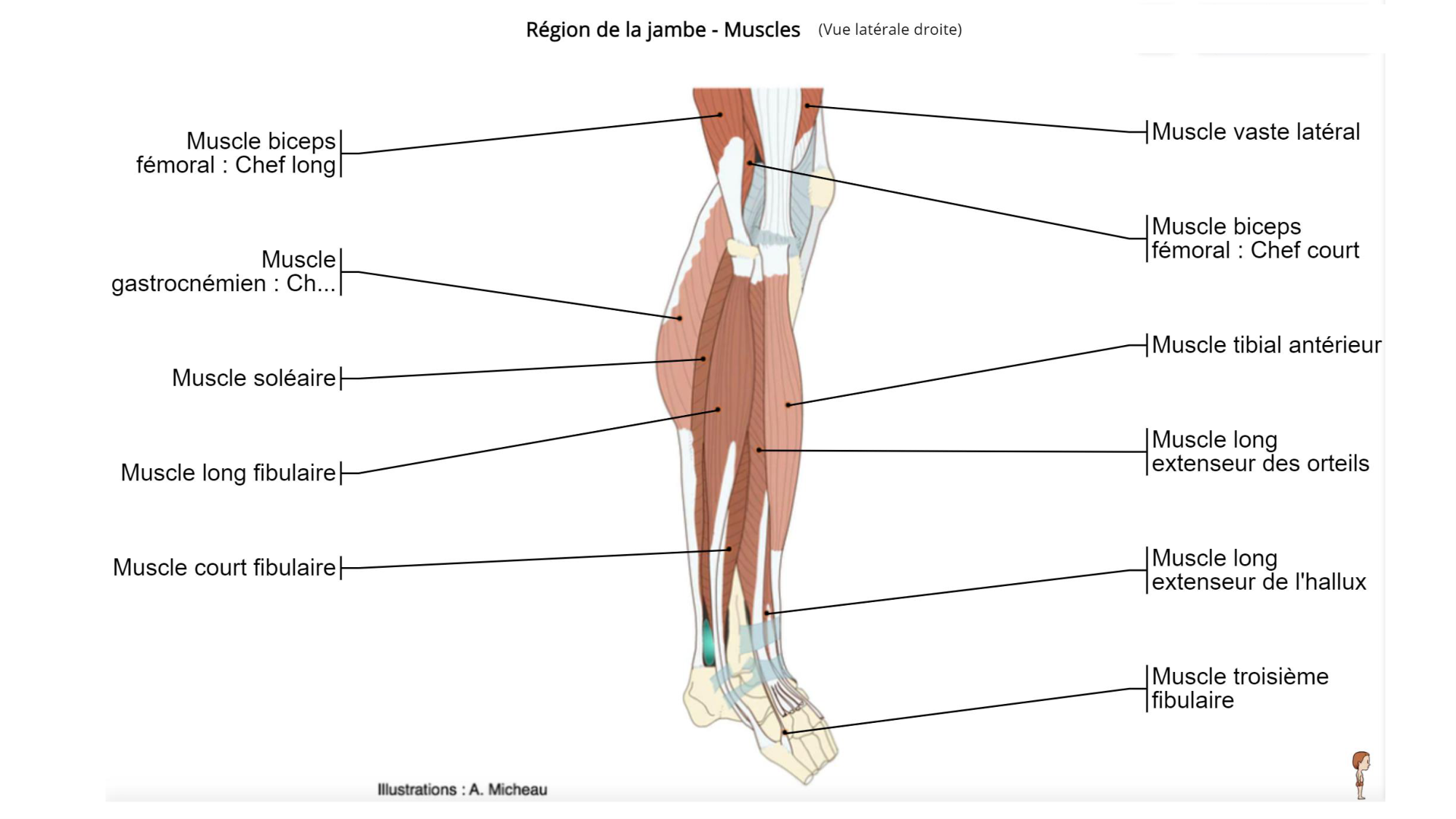 1 BA MI jambe pied 2025-26 page 46