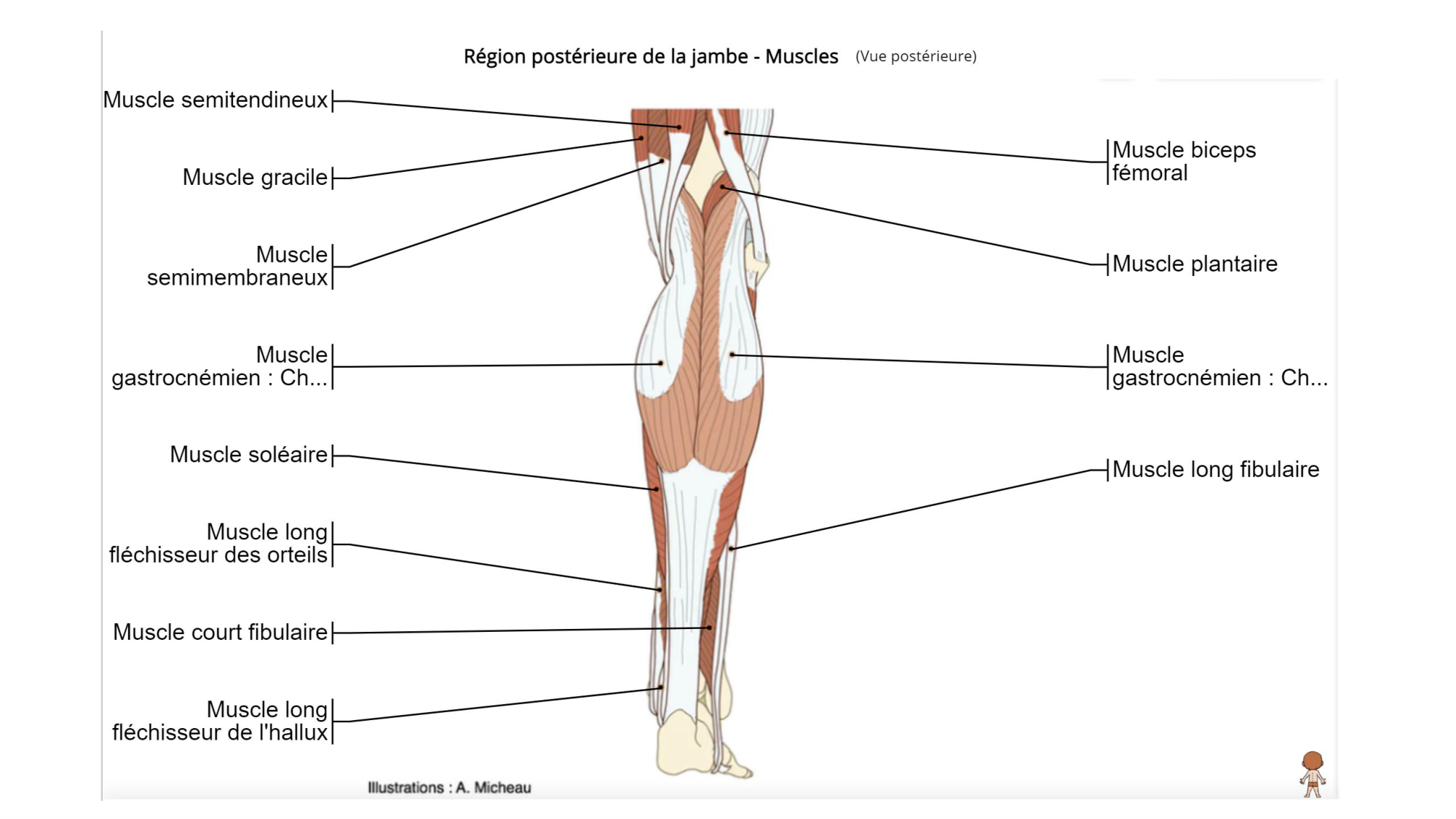 1 BA MI jambe pied 2025-26 page 47