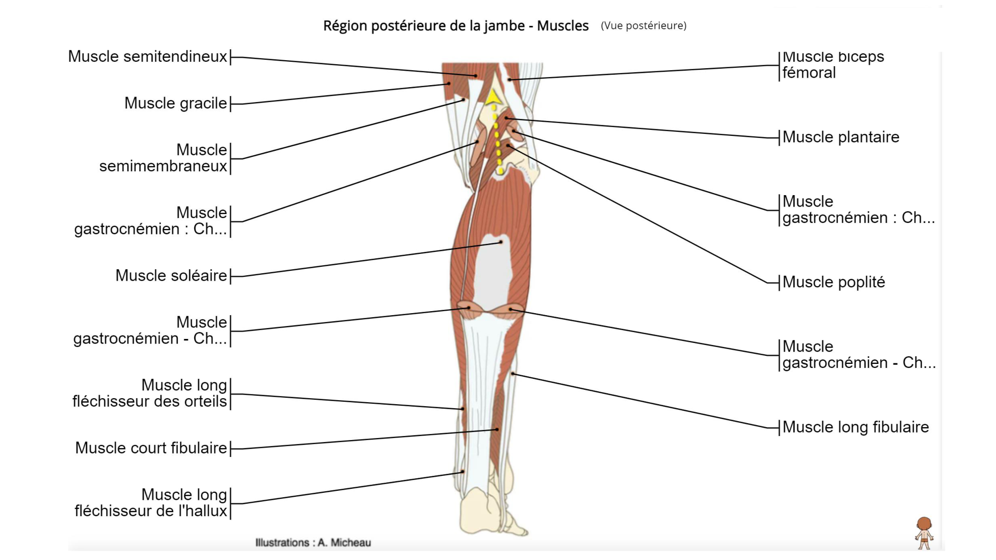 1 BA MI jambe pied 2025-26 page 48