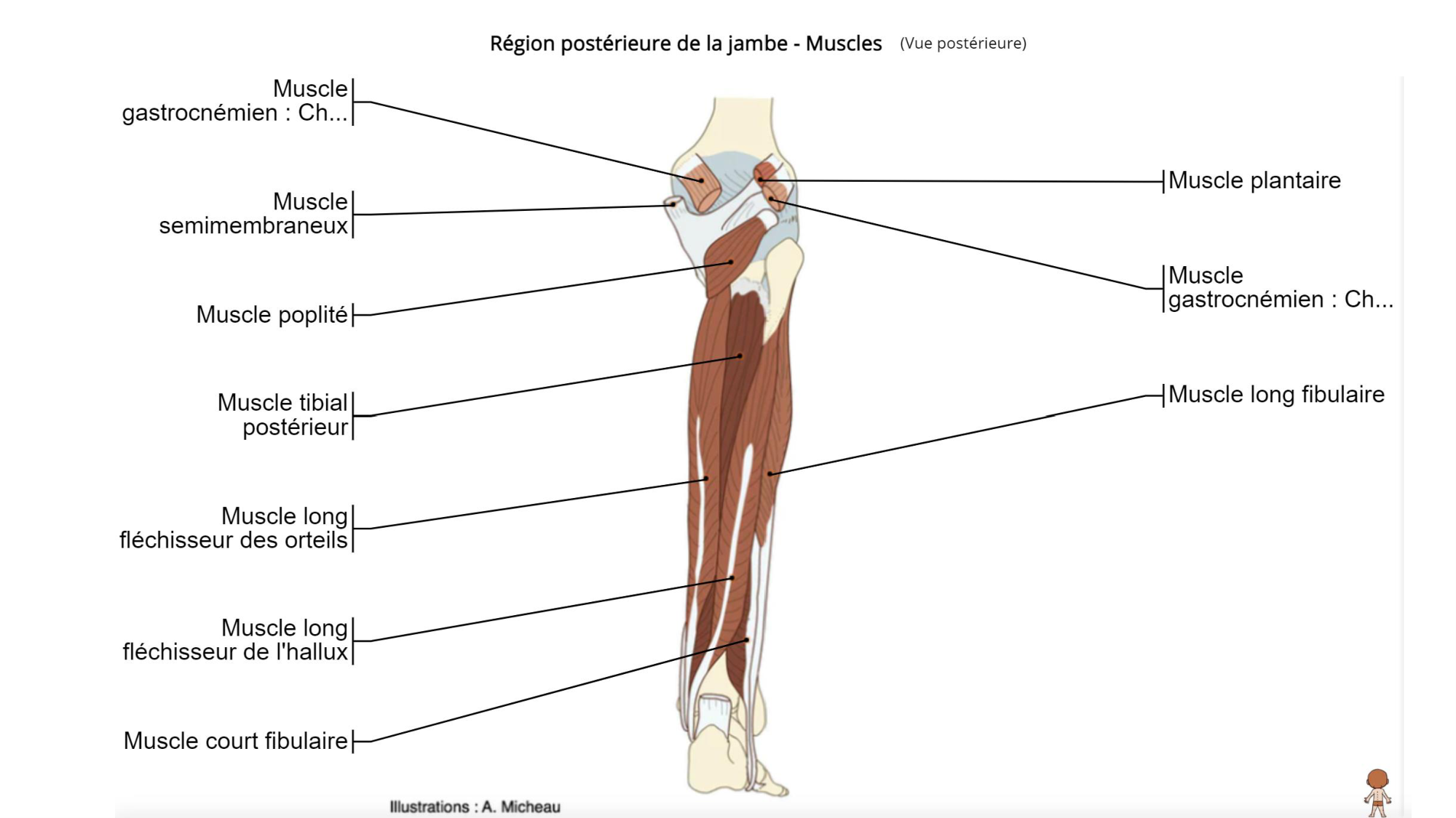 1 BA MI jambe pied 2025-26 page 49