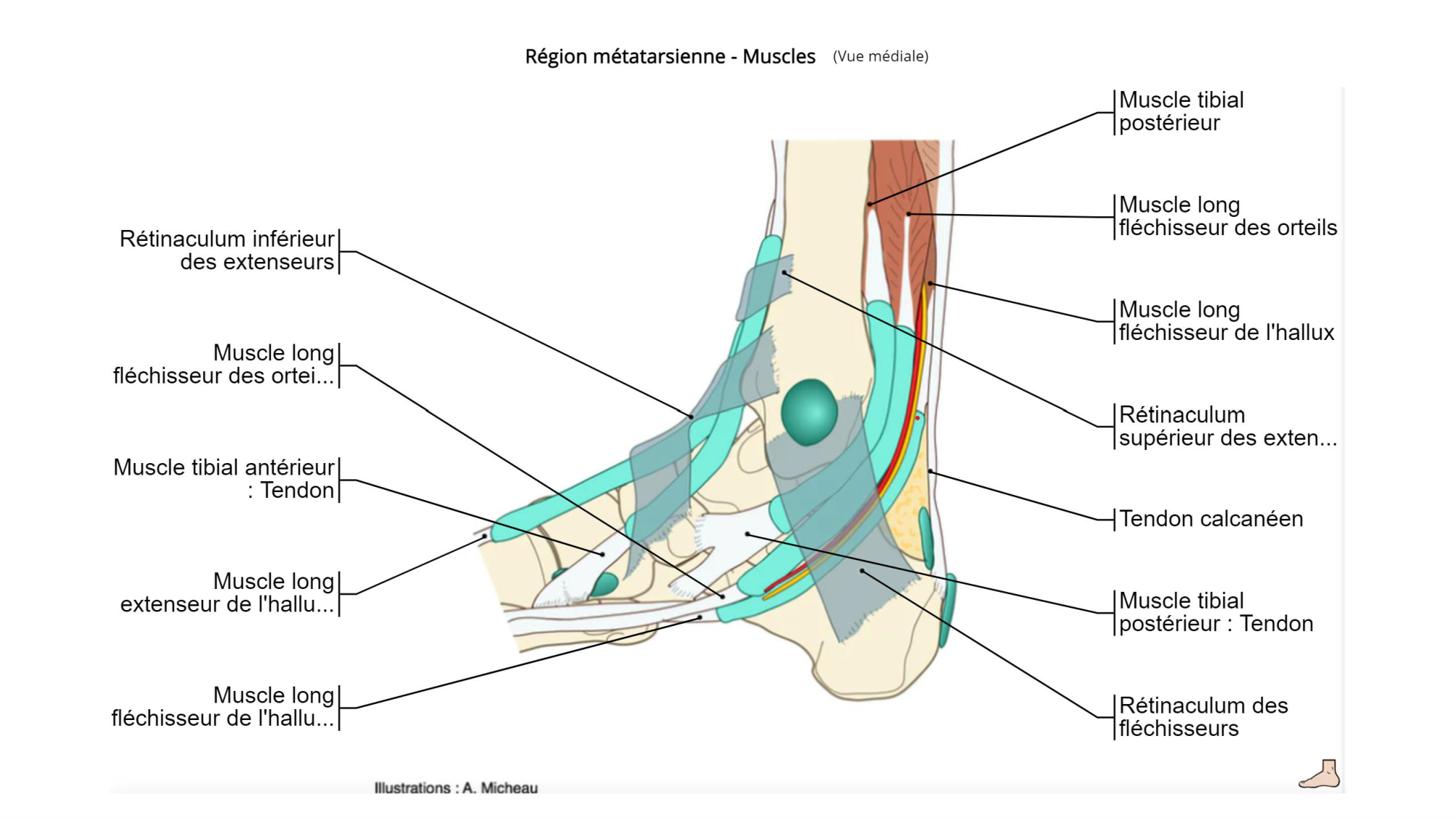 1 BA MI jambe pied 2025-26 page 50