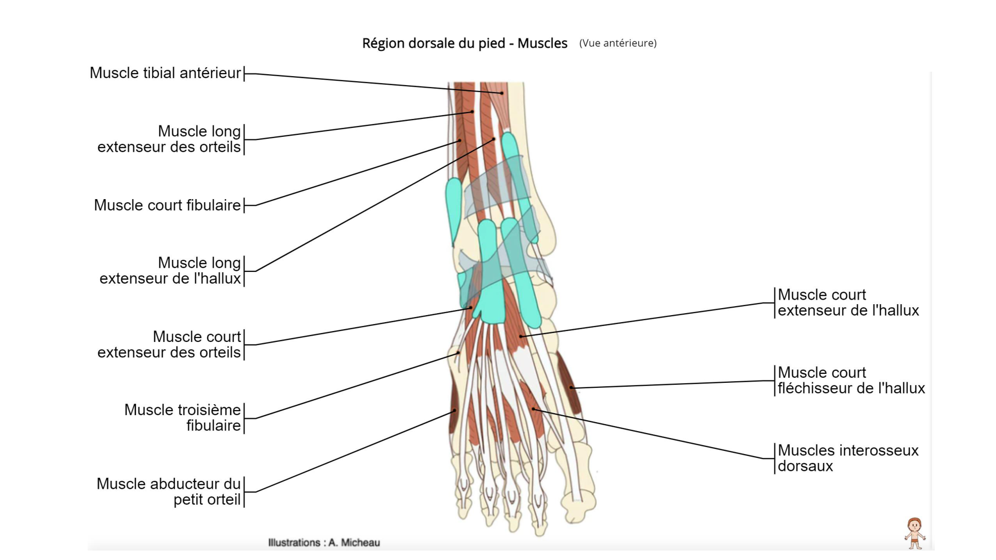 1 BA MI jambe pied 2025-26 page 51