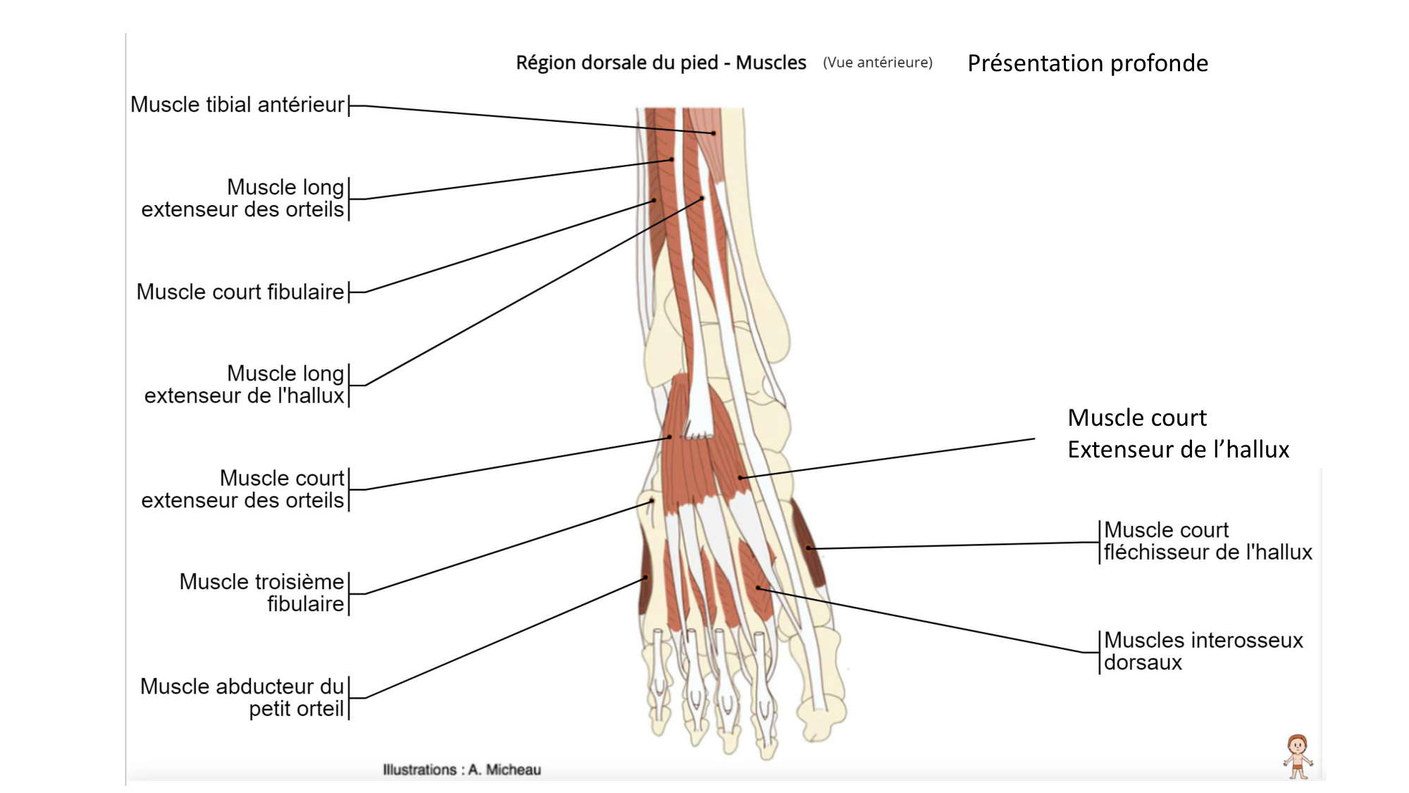 1 BA MI jambe pied 2025-26 page 52