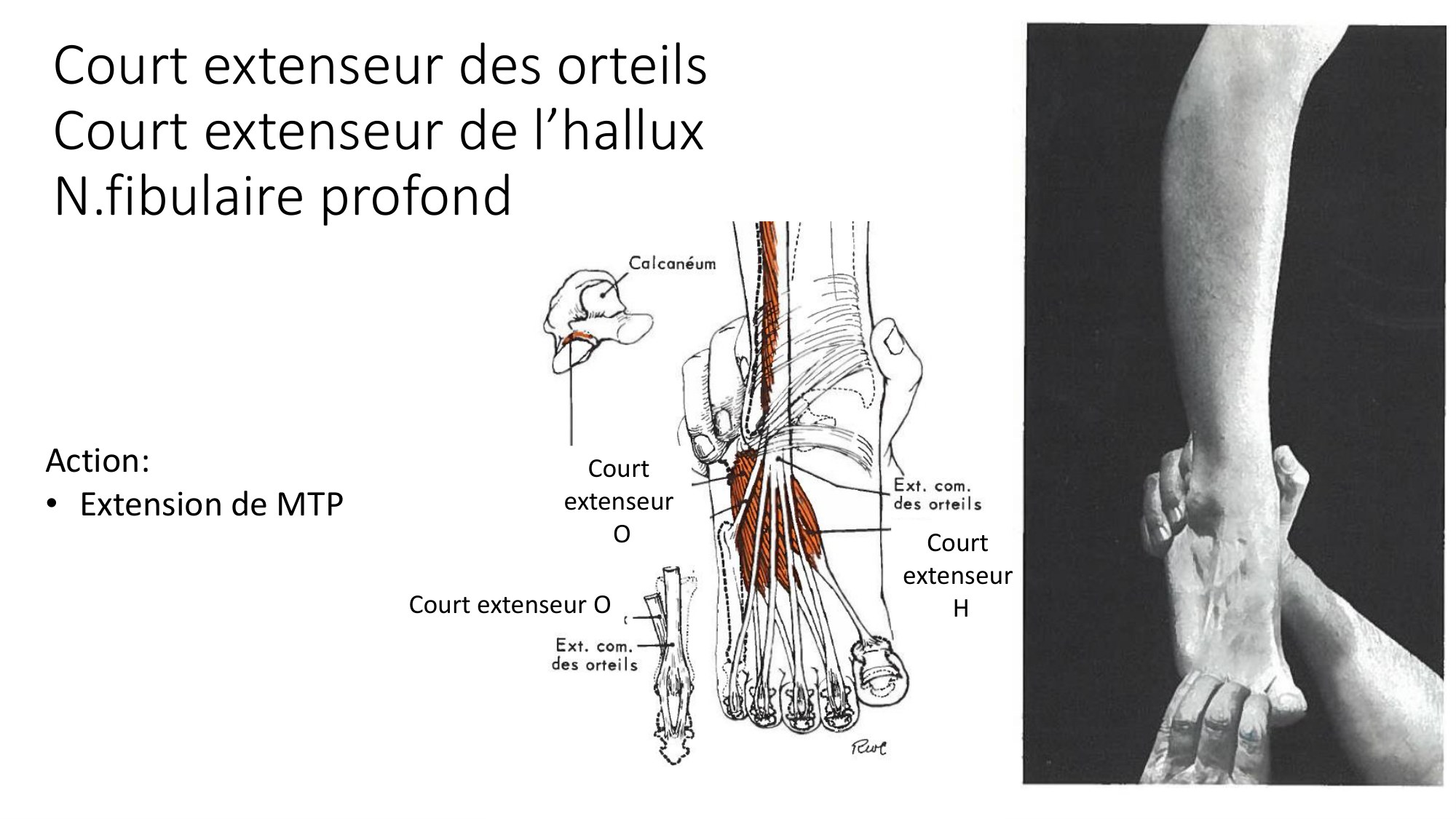 1 BA MI jambe pied 2025-26 page 56