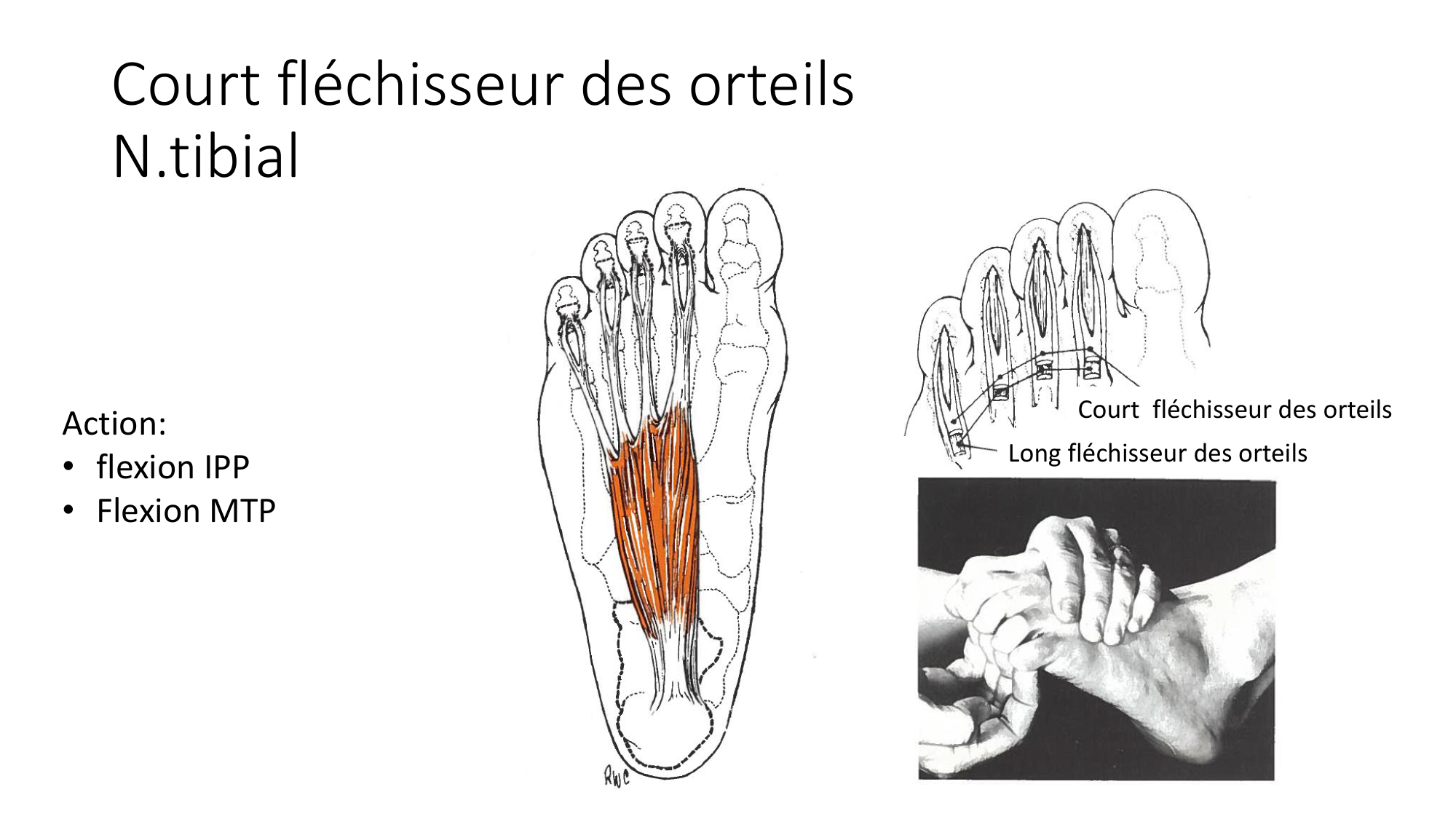 1 BA MI jambe pied 2025-26 page 59