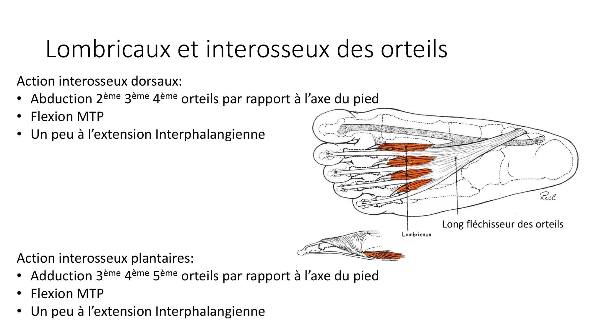 1 BA MI jambe pied 2025-26 page 61