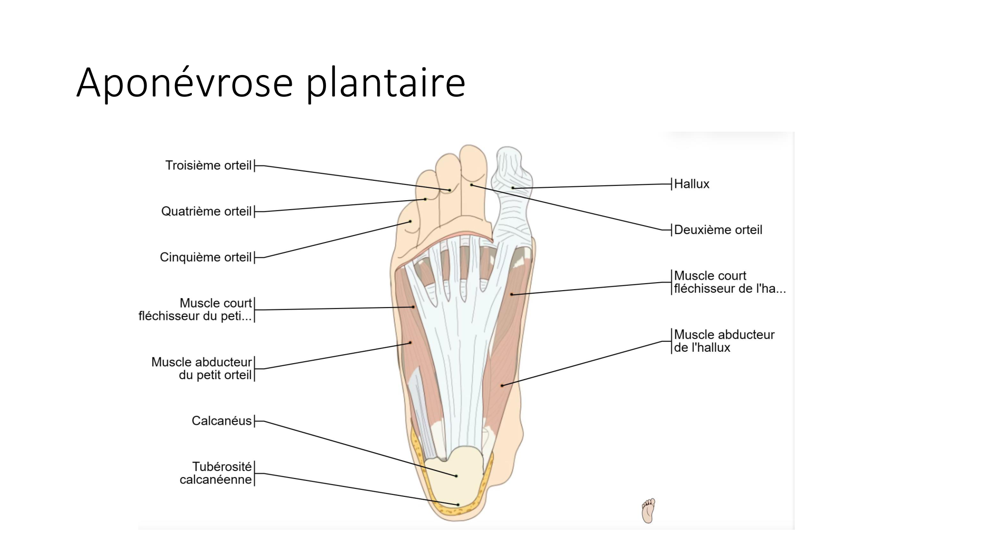 1 BA MI jambe pied 2025-26 page 62