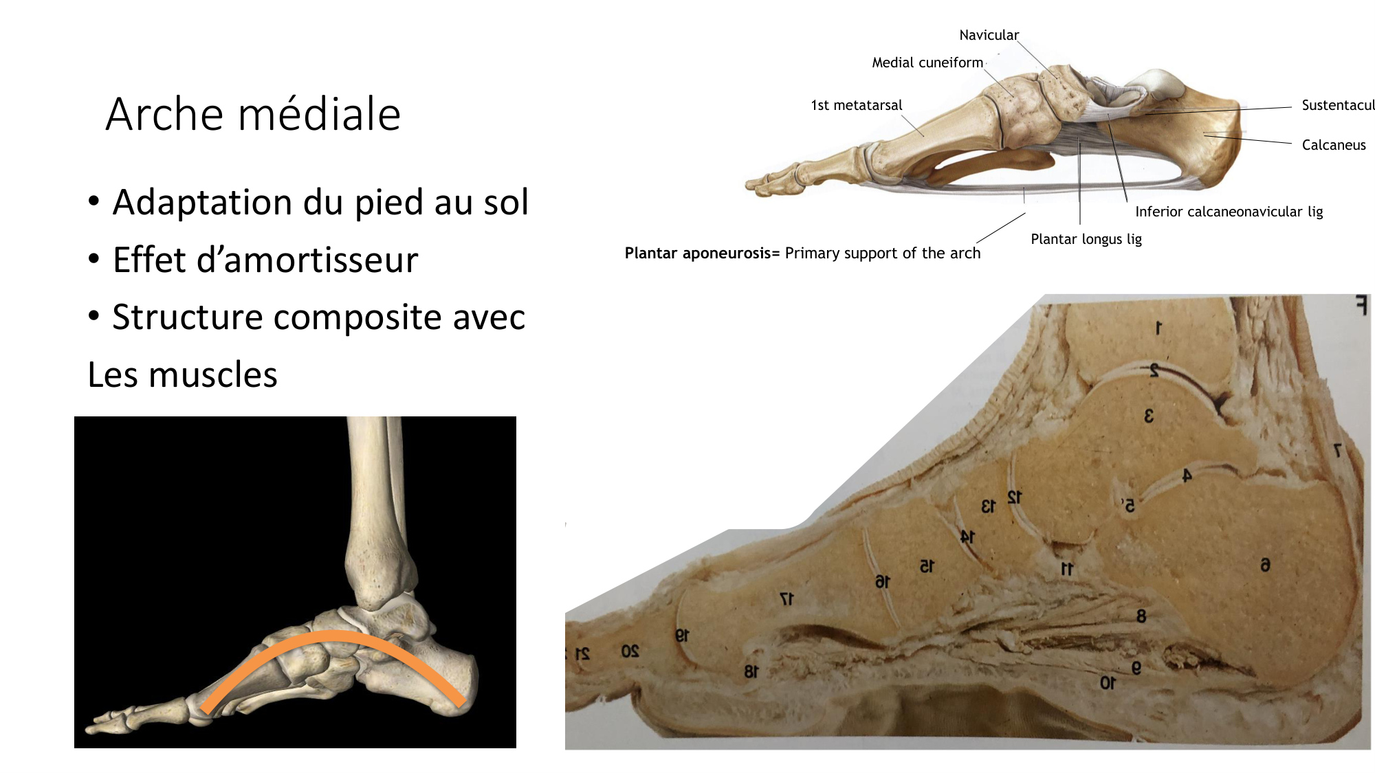 1 BA MI jambe pied 2025-26 page 63