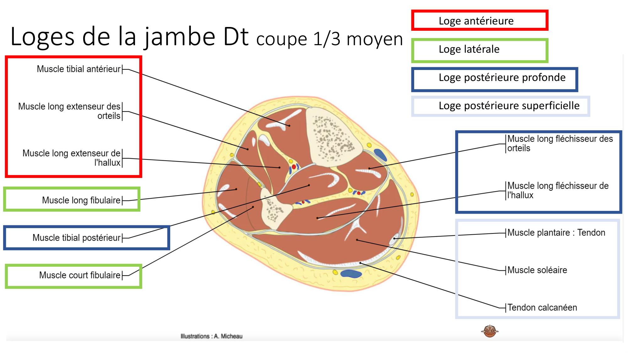 1 BA MI jambe pied 2025-26 page 64