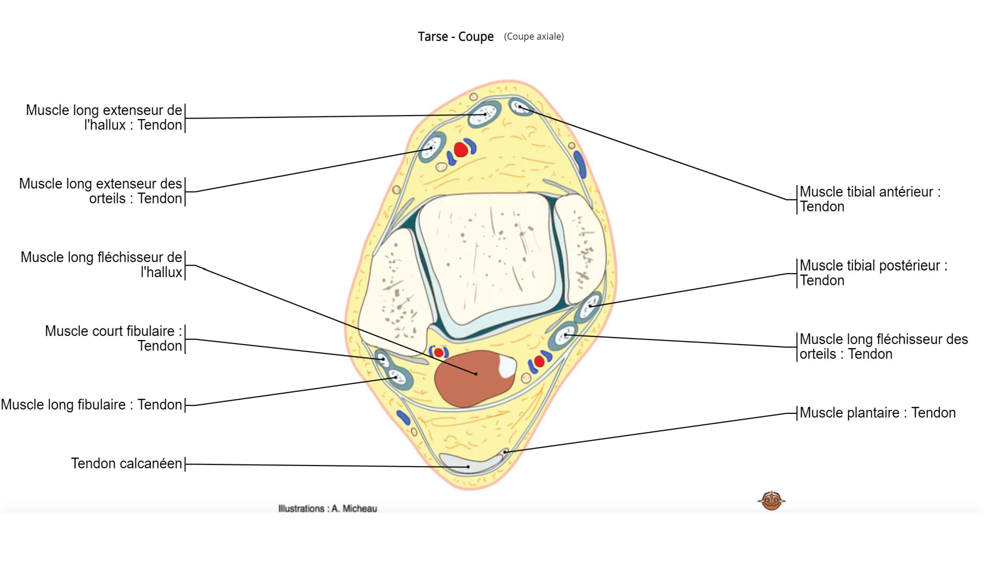 1 BA MI jambe pied 2025-26 page 65