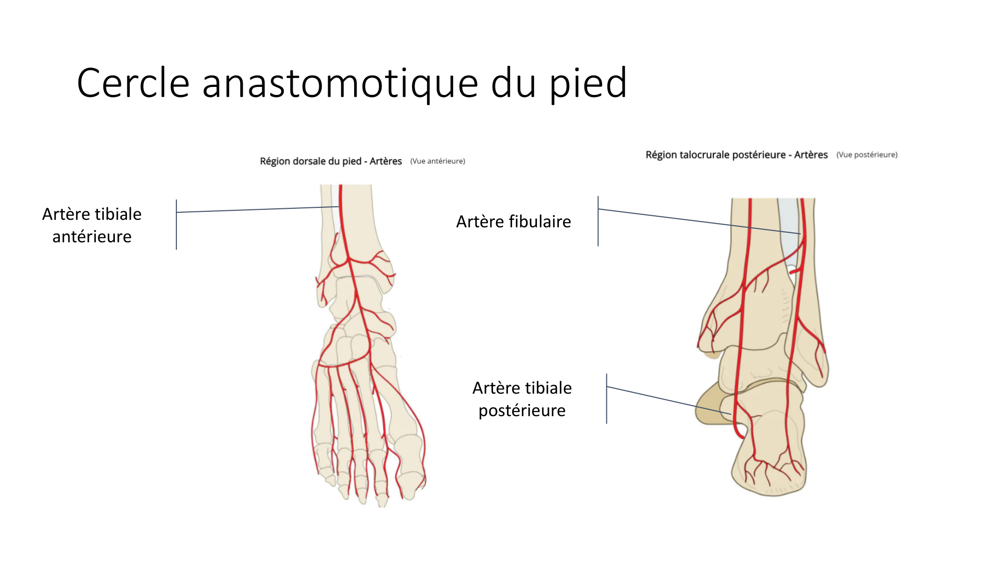1 BA MI jambe pied 2025-26 page 66