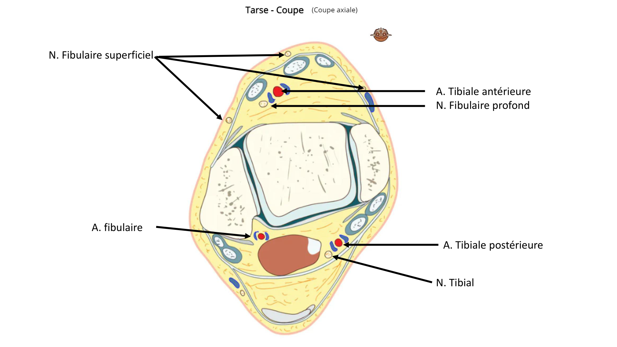1 BA MI jambe pied 2025-26 page 67
