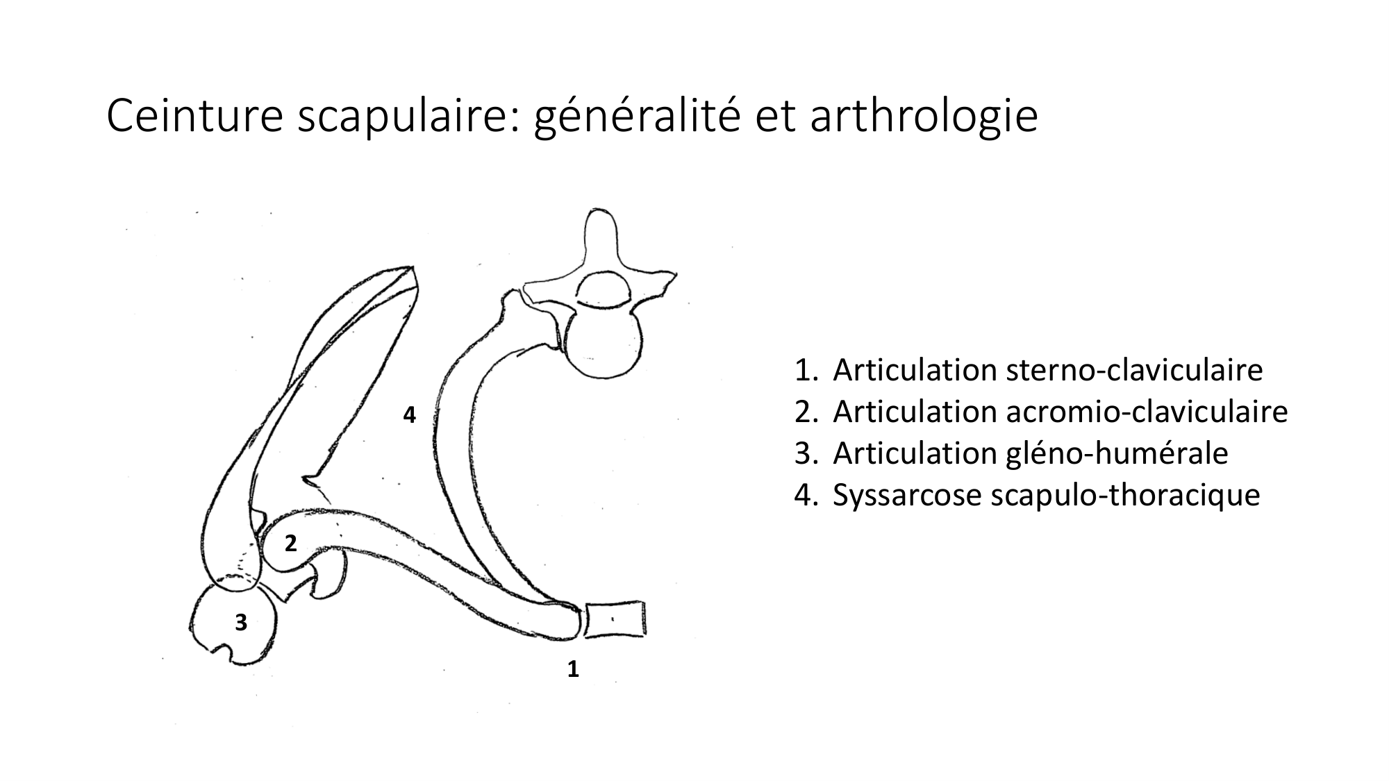 1 BA MS épaule 2025-26 page 4
