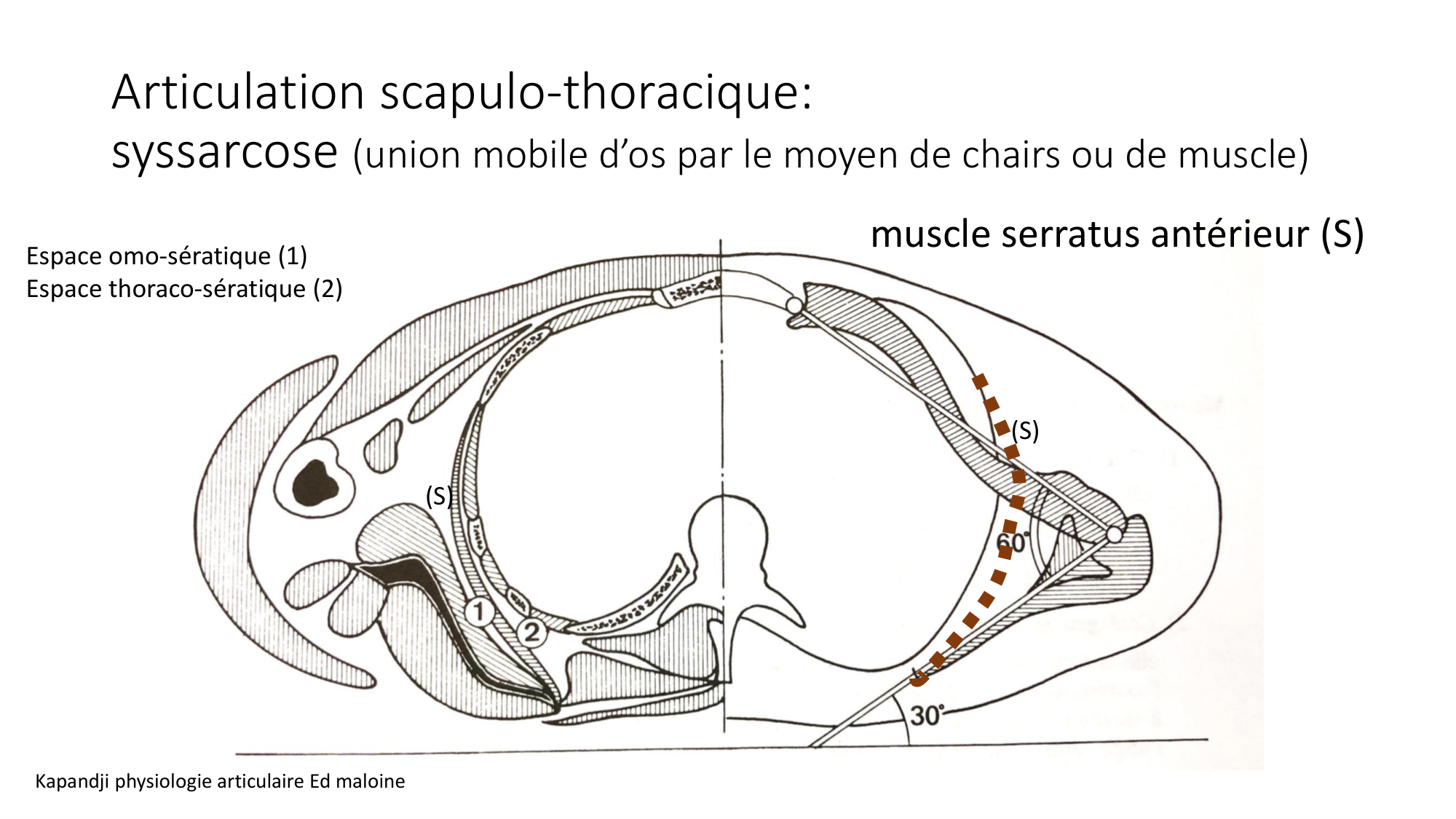 1 BA MS épaule 2025-26 page 7